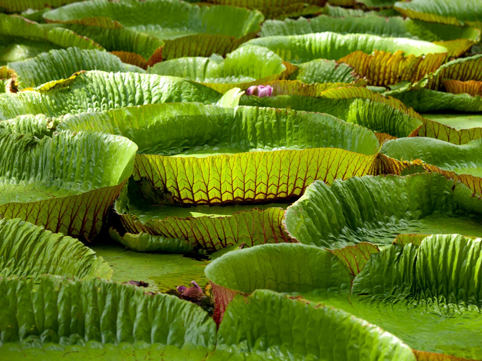 Rondreis Mauritius, Pamplemousses Garden, groene bladeren, MTPA