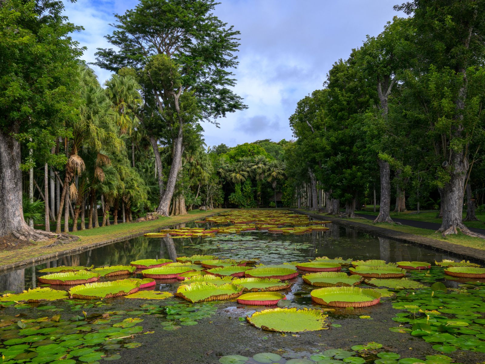 Rondreis Mauritius, Port Louis, Pamplemousses water lelies, iStock