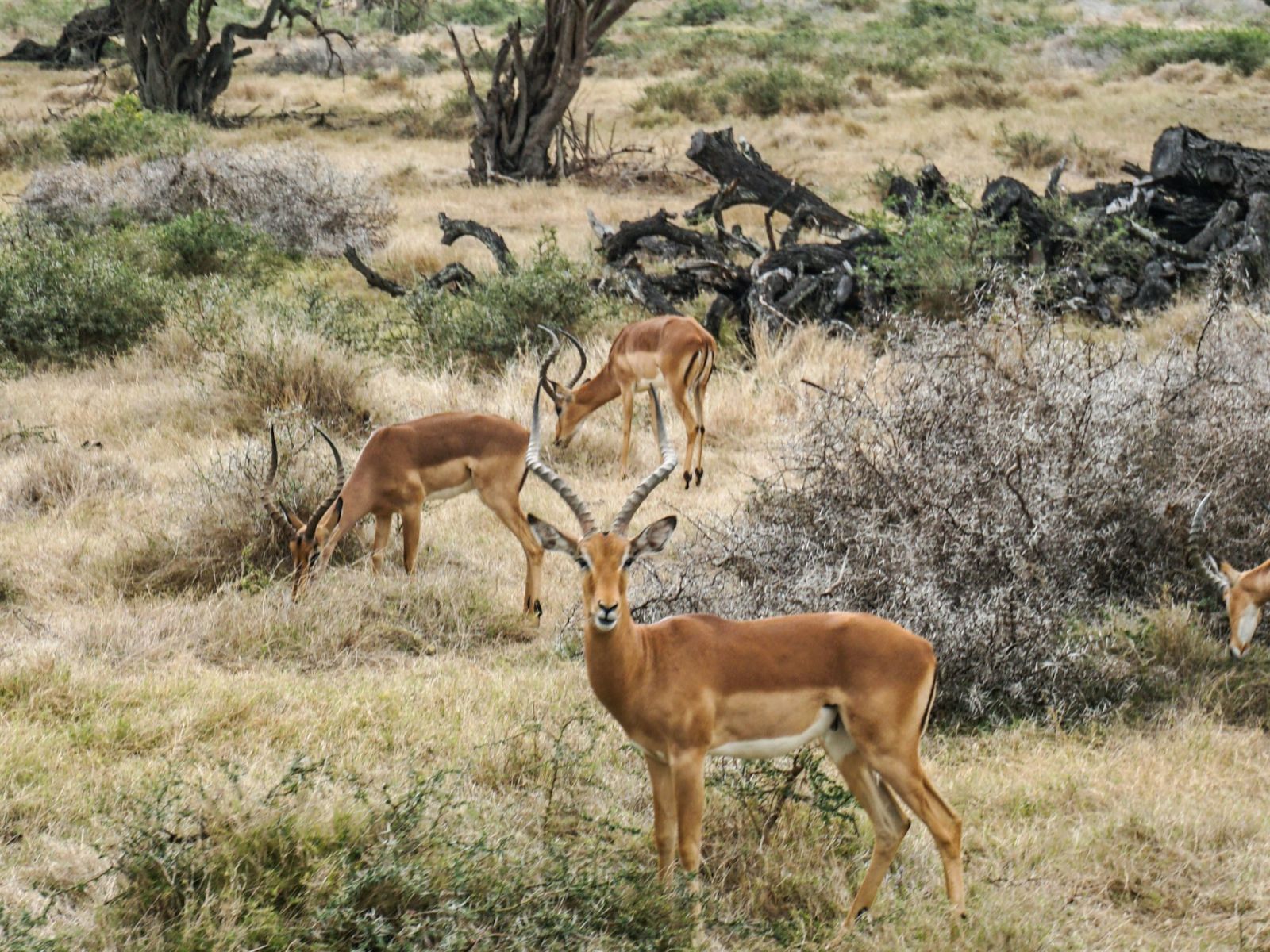 Rondreis Mauritius, Westkust, Casela Nature Parks, gazelle