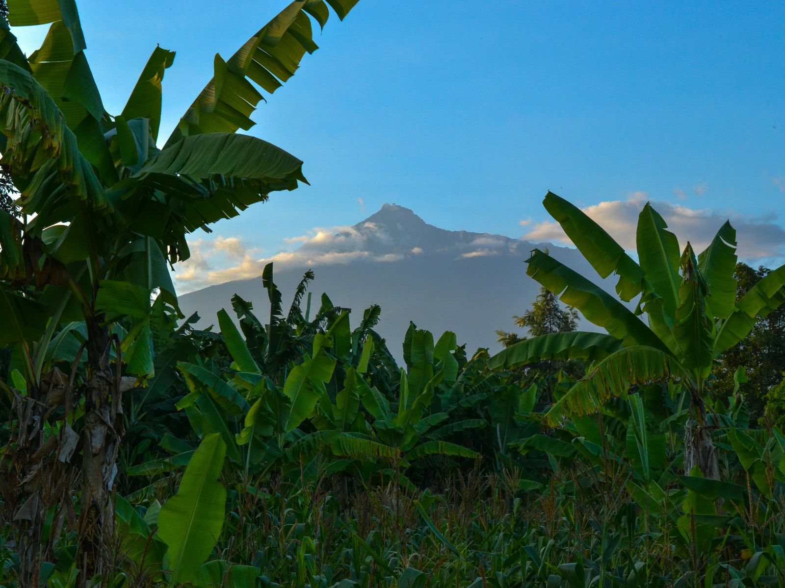 Rondreis Tanzania, Arusha, excursie mountainbiken bij Mt Meru, begroeiing met Mt Meru op achtergrond