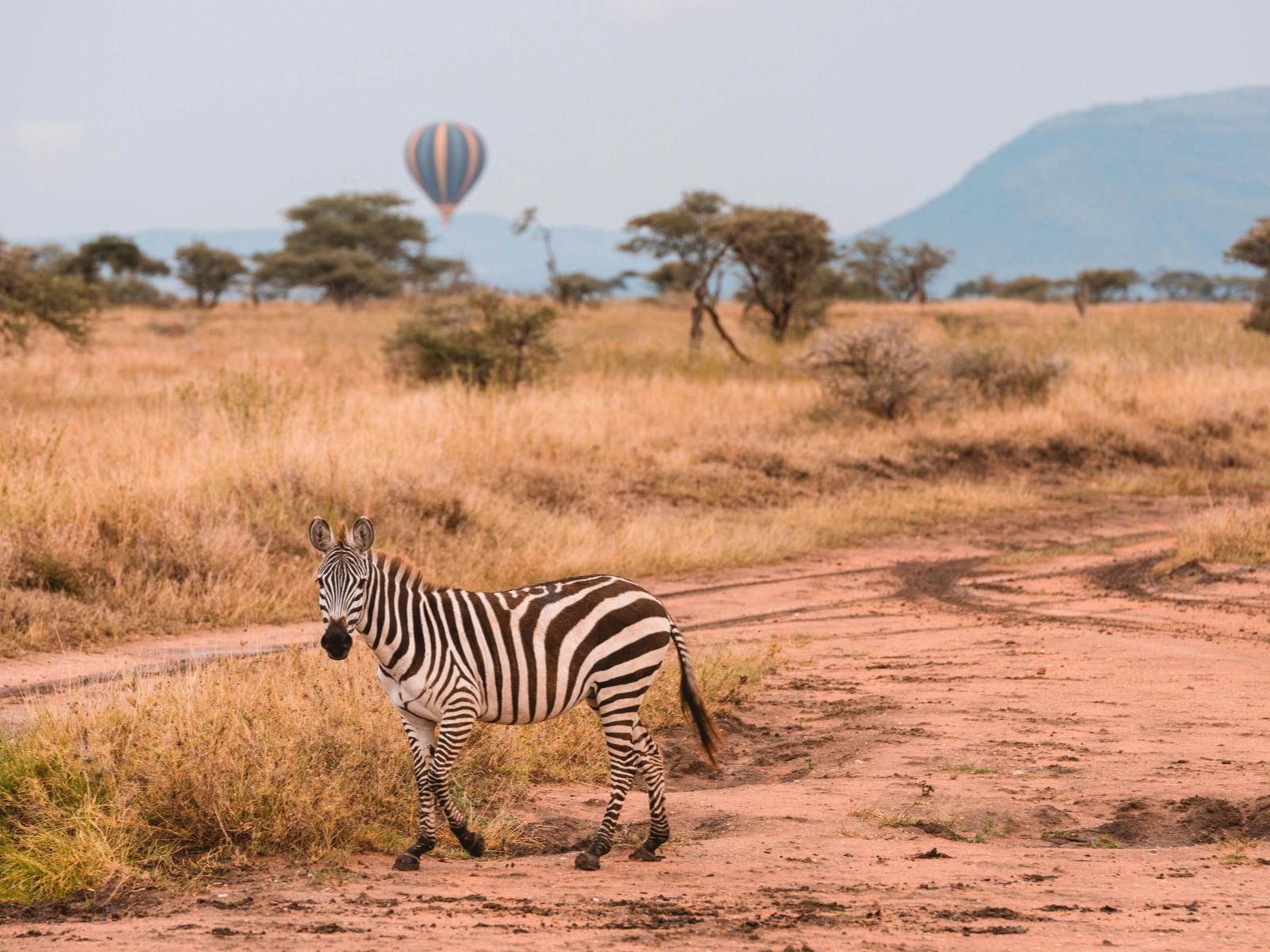 Rondreis Tanzania, Serengeti, excursie ballonvaart over Serengeti, zebra op de vlakte