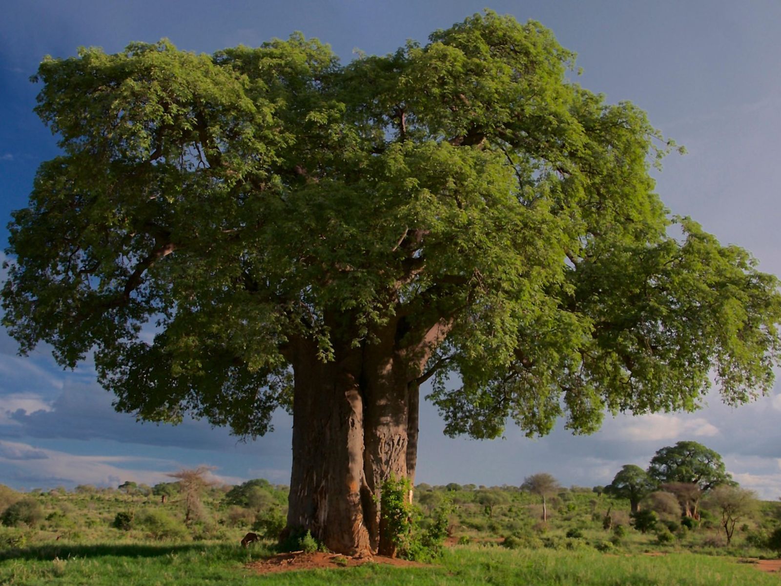 Rondreis Tanzania, Tarangire, excursie wandelsafari Tarangire, Baobab boom