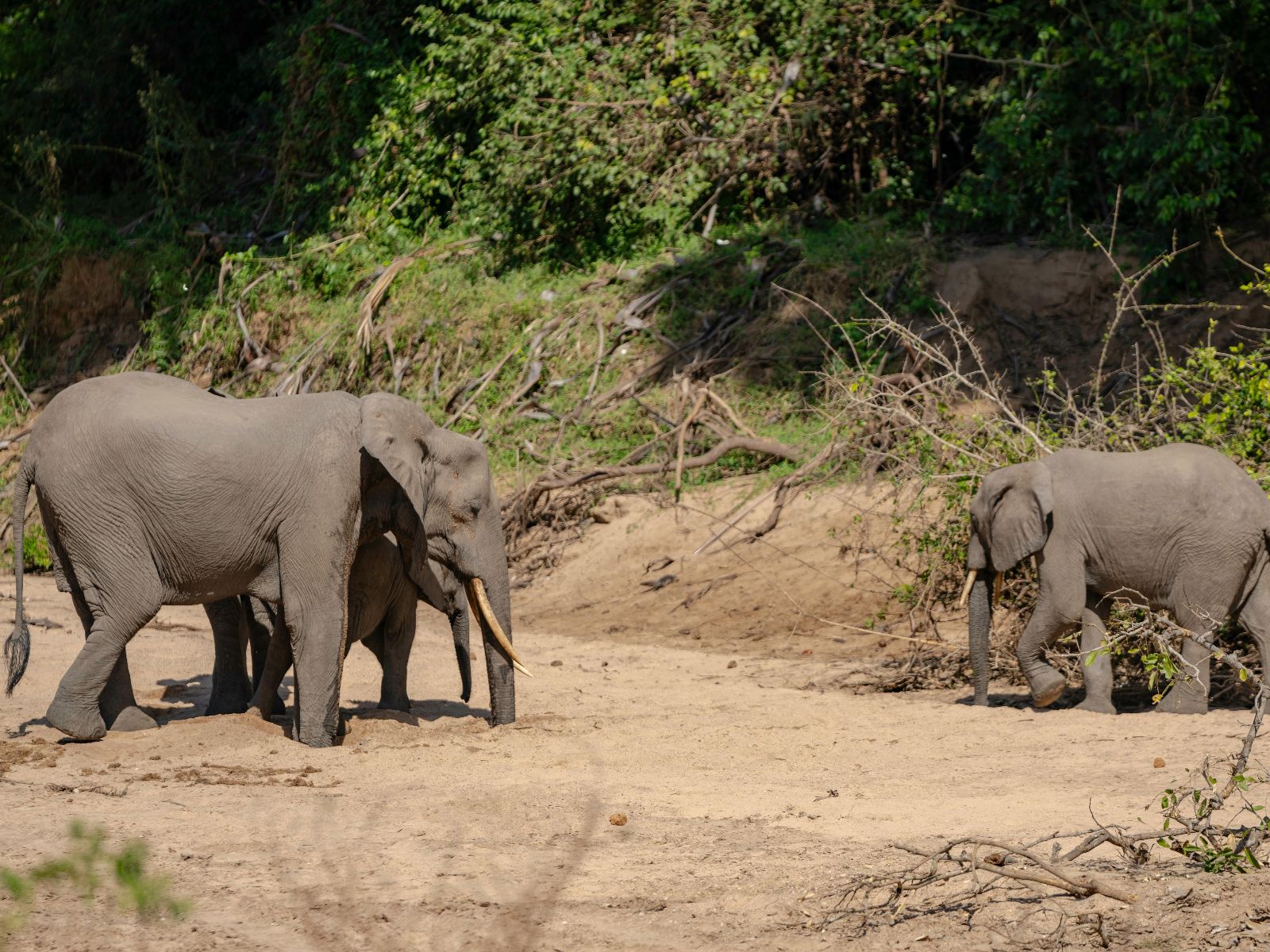 Rondreis Tanzania, Tarangire, excursie wandelsafari Tarangire, olifant met jongen