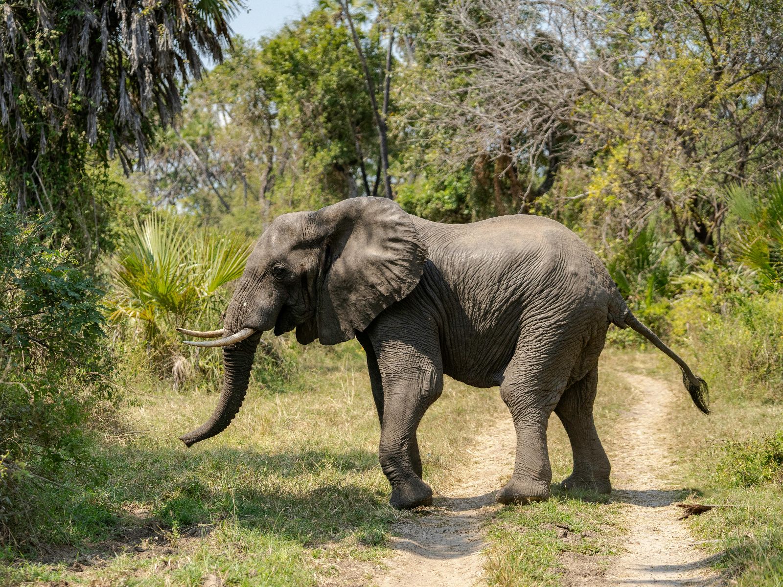 Rondreis Tanzania, Tarangire, excursie wandelsafari Tarangire, olifant op pad
