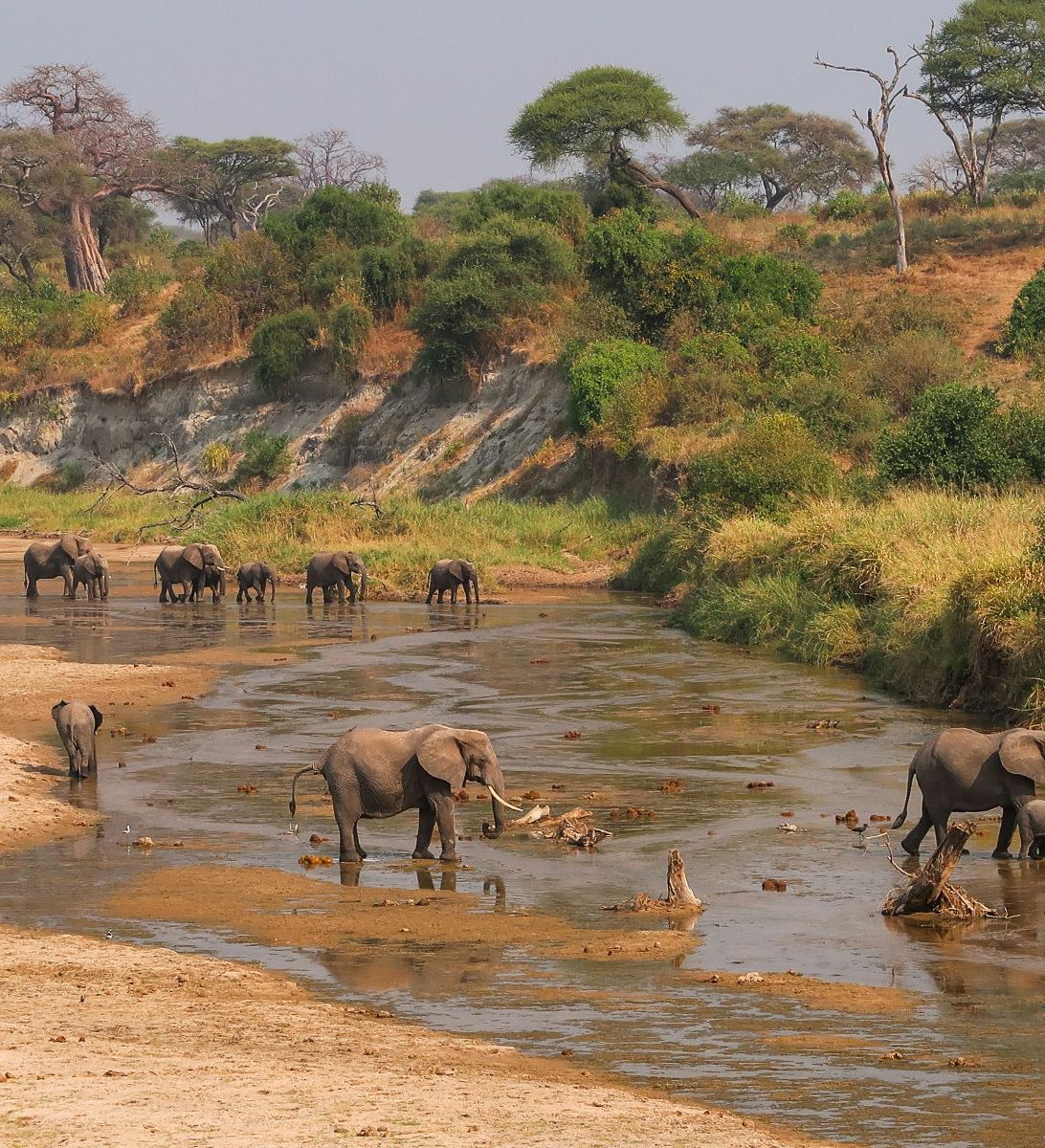 Rondreis Tanzania, Tarangire, excursie wandelsafari Tarangire, olifanten in rivier