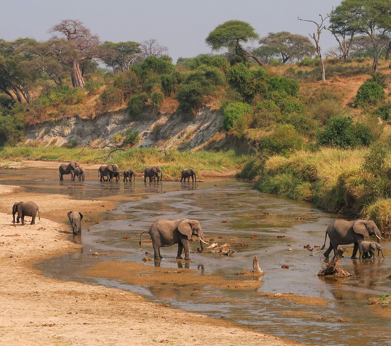 Rondreis Tanzania, Tarangire, excursie wandelsafari Tarangire, olifanten in rivier