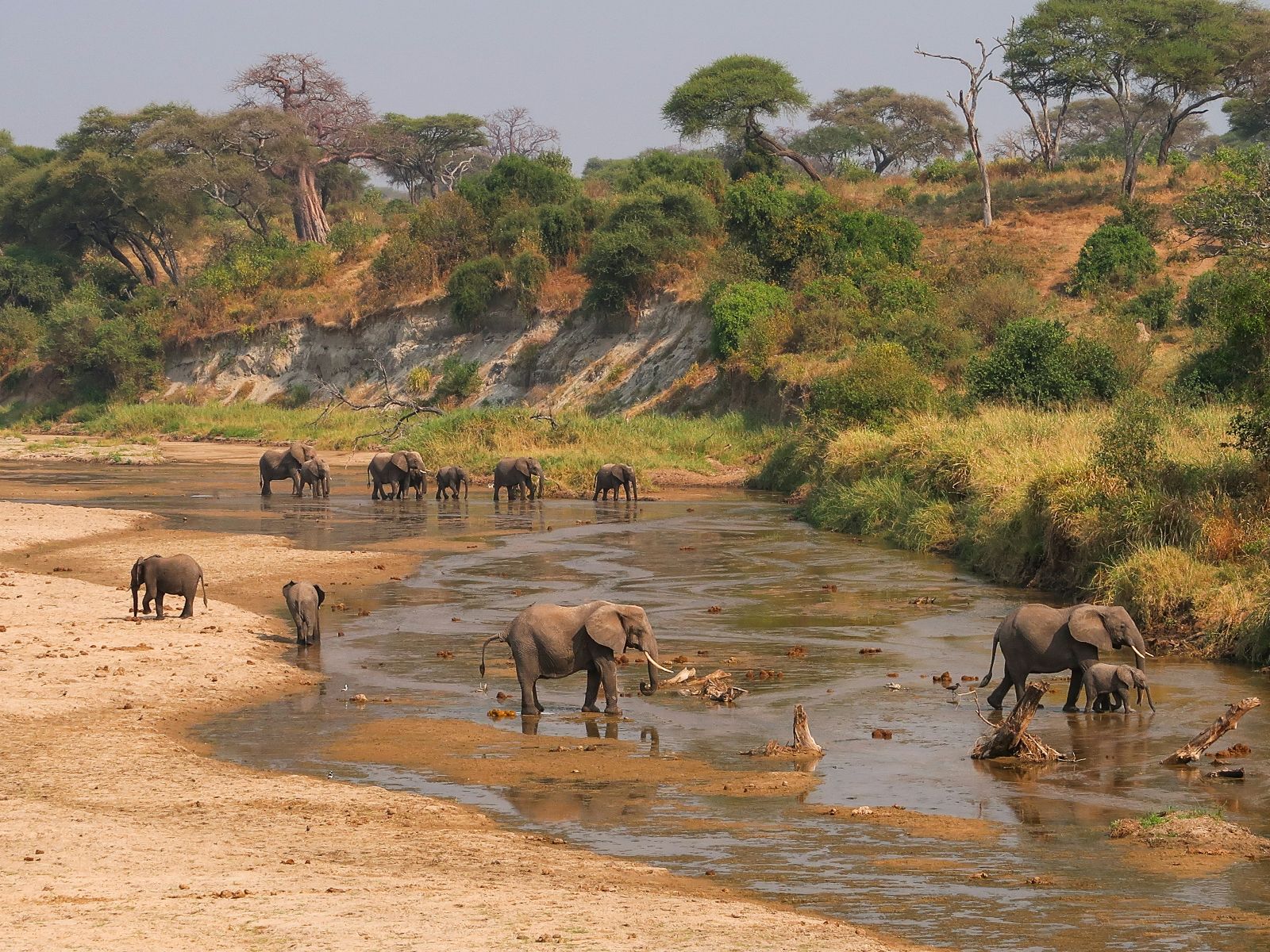 Rondreis Tanzania, Tarangire, excursie wandelsafari Tarangire, olifanten in rivier