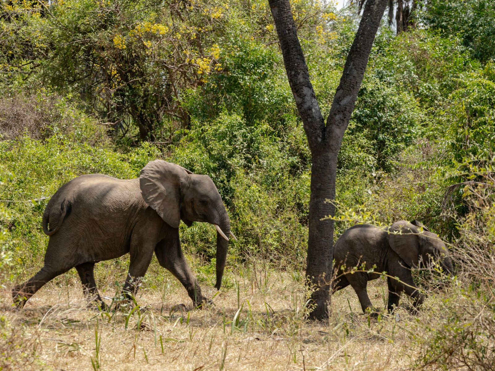 Rondreis Tanzania, Tarangire, excursie wandelsafari Tarangire, olifanten in struikgewas