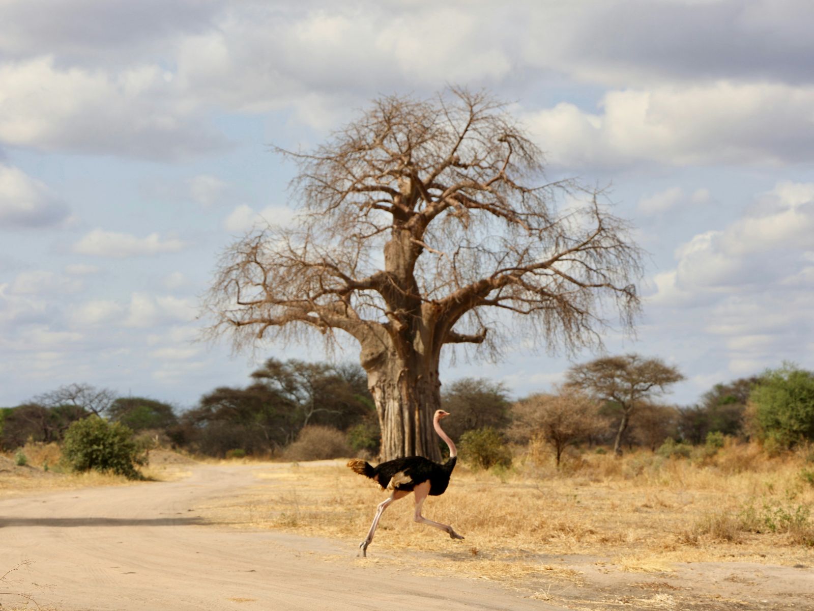 Rondreis Tanzania, Tarangire, excursie wandelsafari Tarangire, struisvogel bij Baobab boom