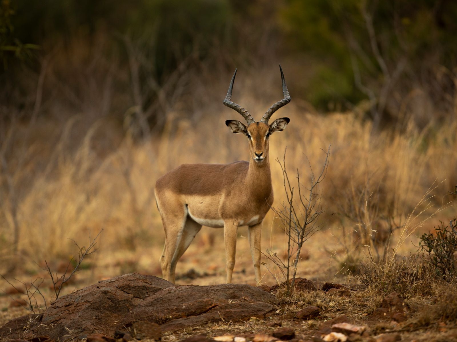 Rondreis Zuid-Afrika, Hoedspruit, excursie Non Big 5 Bush Walk, gazelle