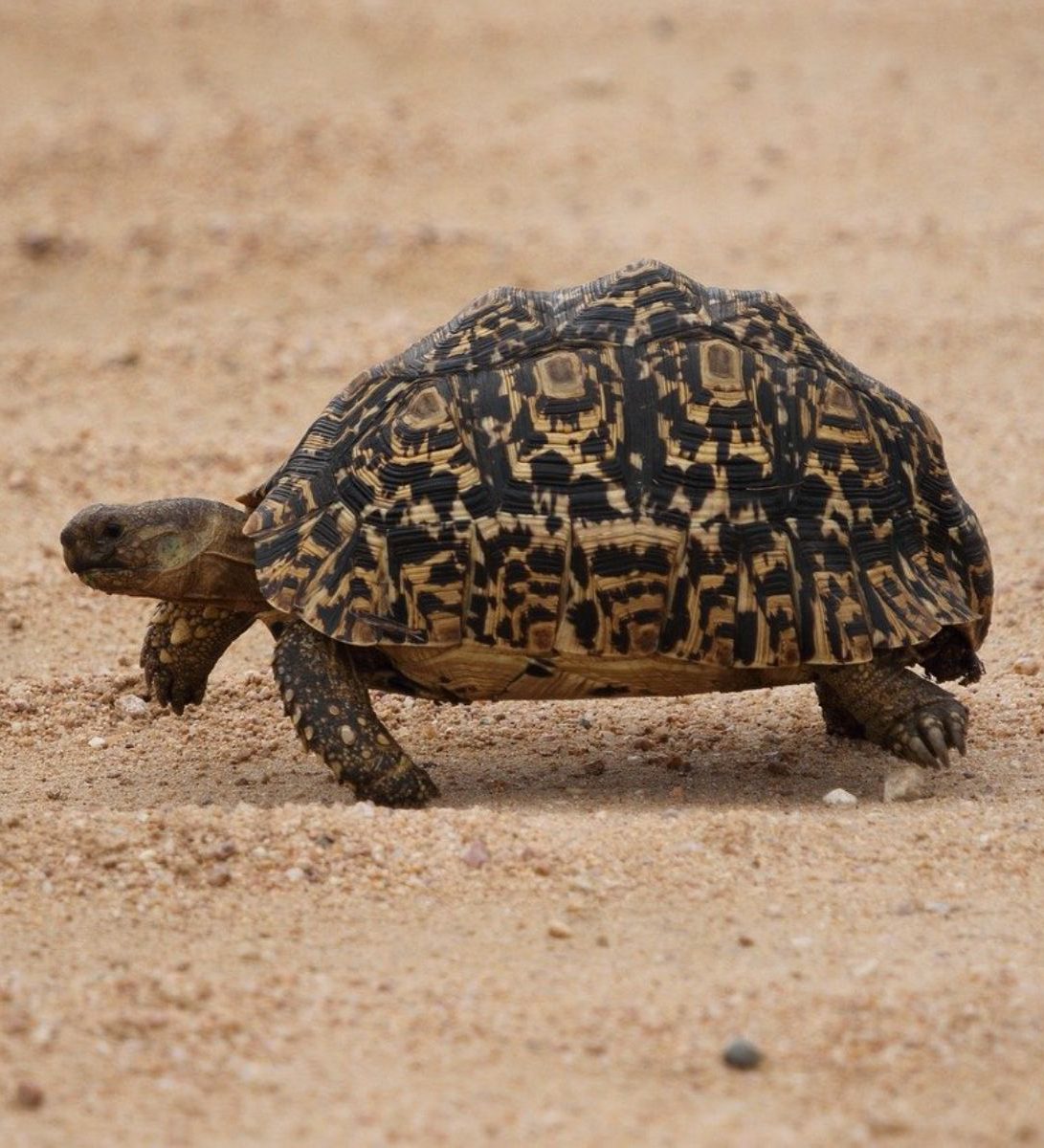 Rondreis-Zuid-Afrika-Hoedspruit-excursie-Non-Big-5-Bush-Walk-schildpad-aspect-ratio-382-420