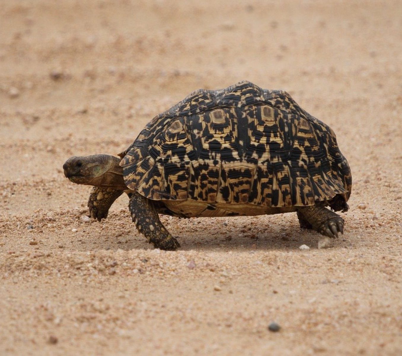 Rondreis Zuid-Afrika, Hoedspruit, excursie Non Big 5 Bush Walk, schildpad