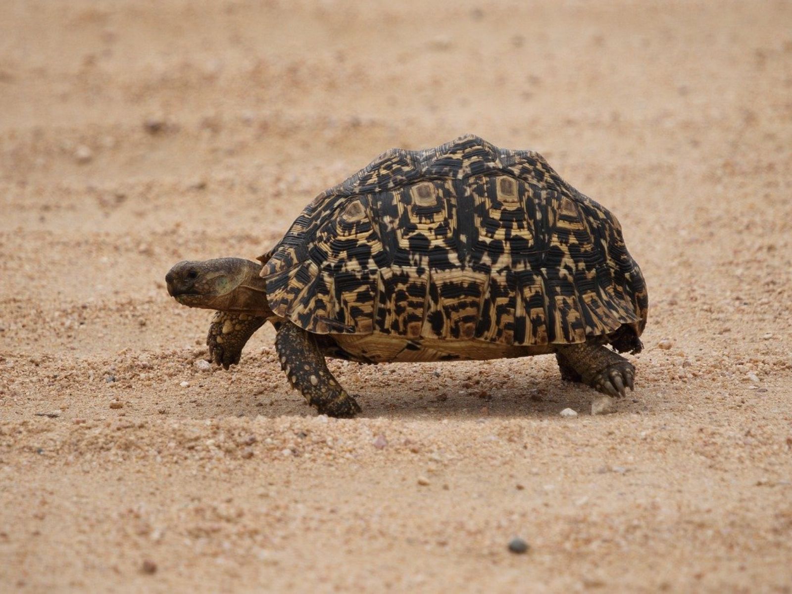 Rondreis Zuid-Afrika, Hoedspruit, excursie Non Big 5 Bush Walk, schildpad
