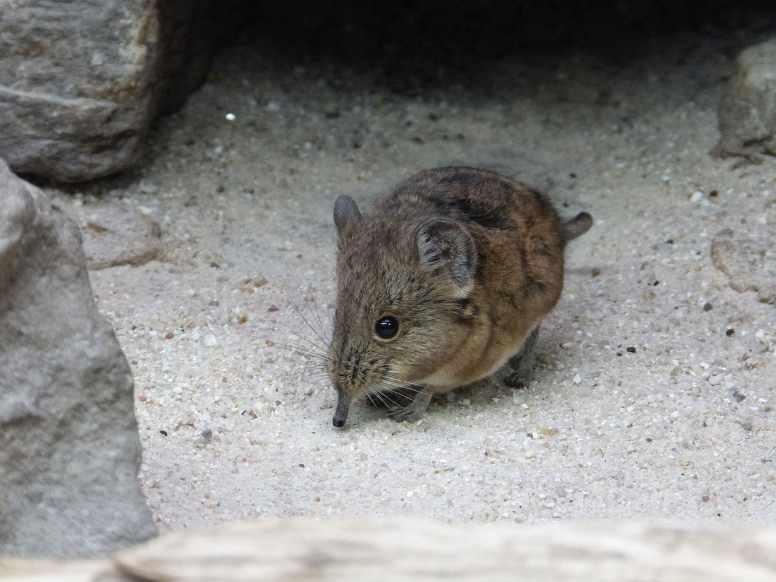 Rondreis Zuid-Afrika, Hoedspruit, excursie Non Big 5 Bush Walk, spitsmuis