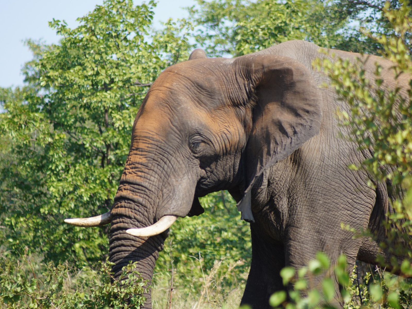 Rondreis Zuid-Afrika, Kruger National Park, excursie Morning Walk vanuit Olifants Rest Camp, olifant