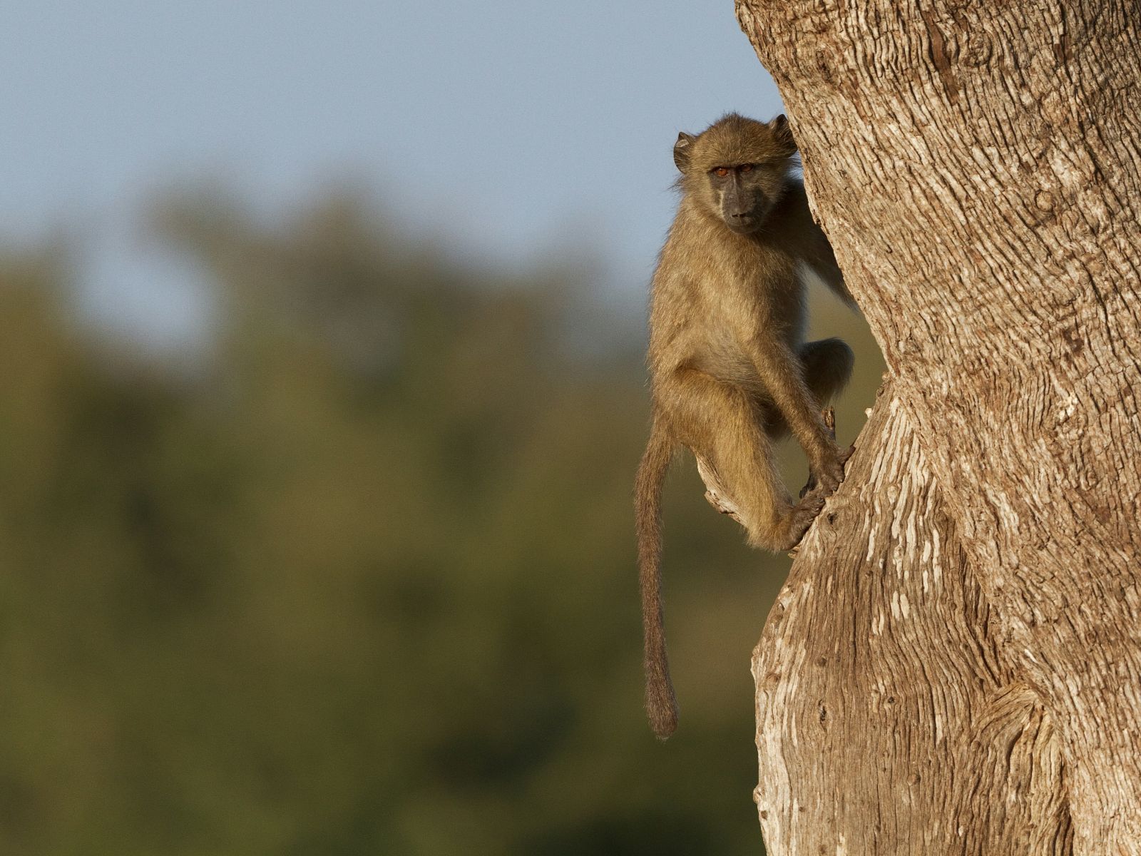 Rondreis Zuid-Afrika, Kruger National Park, excursie Morning walk vanuit Olifants Rest Camp, aapje
