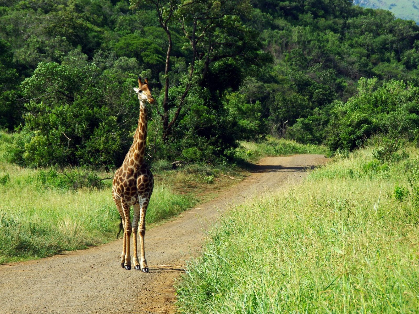Rondreis Zuid-Afrika, Kruger National Park, excursie Morning walk vanuit Olifants Rest Camp, giraf op paadje