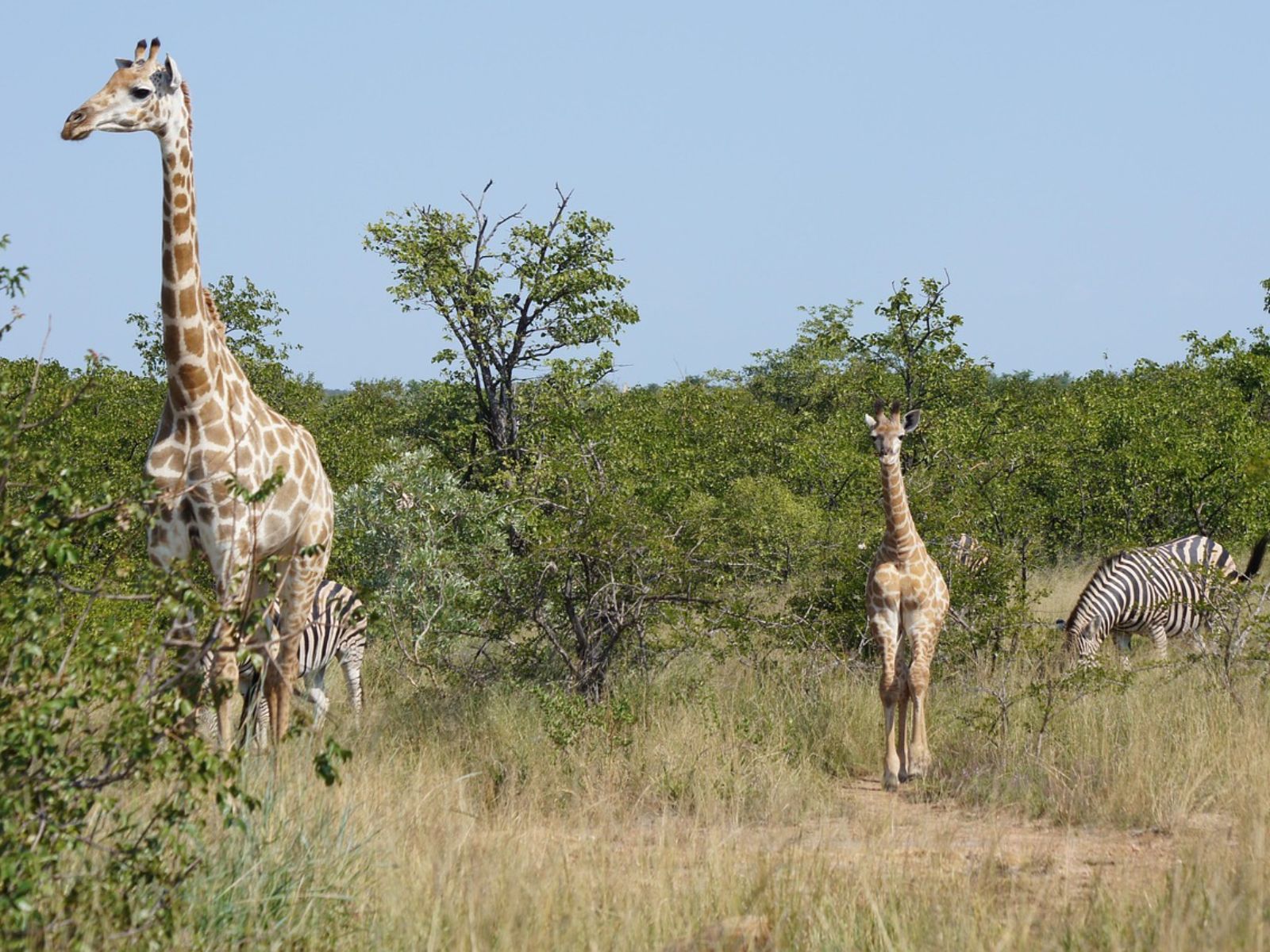 Rondreis Zuid-Afrika, Kruger National Park, excursie Morning walk vanuit Olifants Rest Camp, giraffe en zebra
