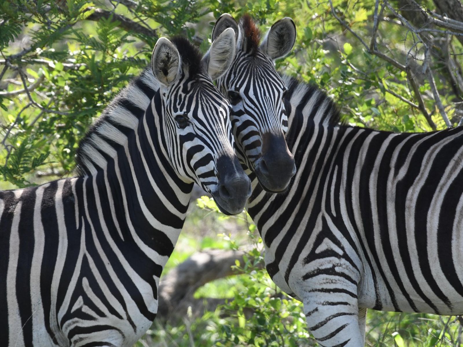 Rondreis Zuid-Afrika, Kruger National Park, excursie Morning walk vanuit Olifants Rest Camp, twee zebras