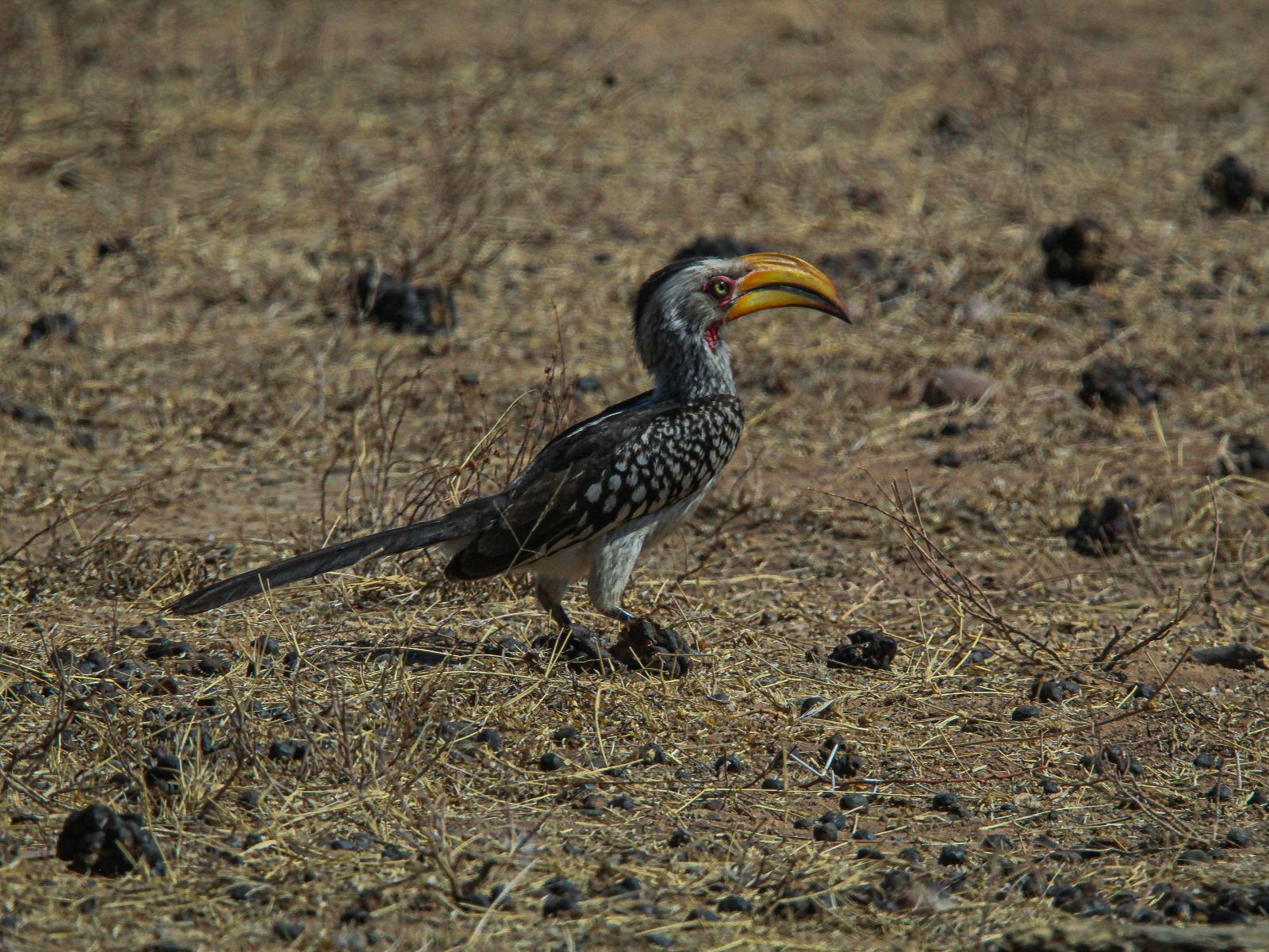 Rondreis Zuid-Afrika, Kruger National Park, excursie Morning walk vanuit Olifants Rest Camp, vogelsoort