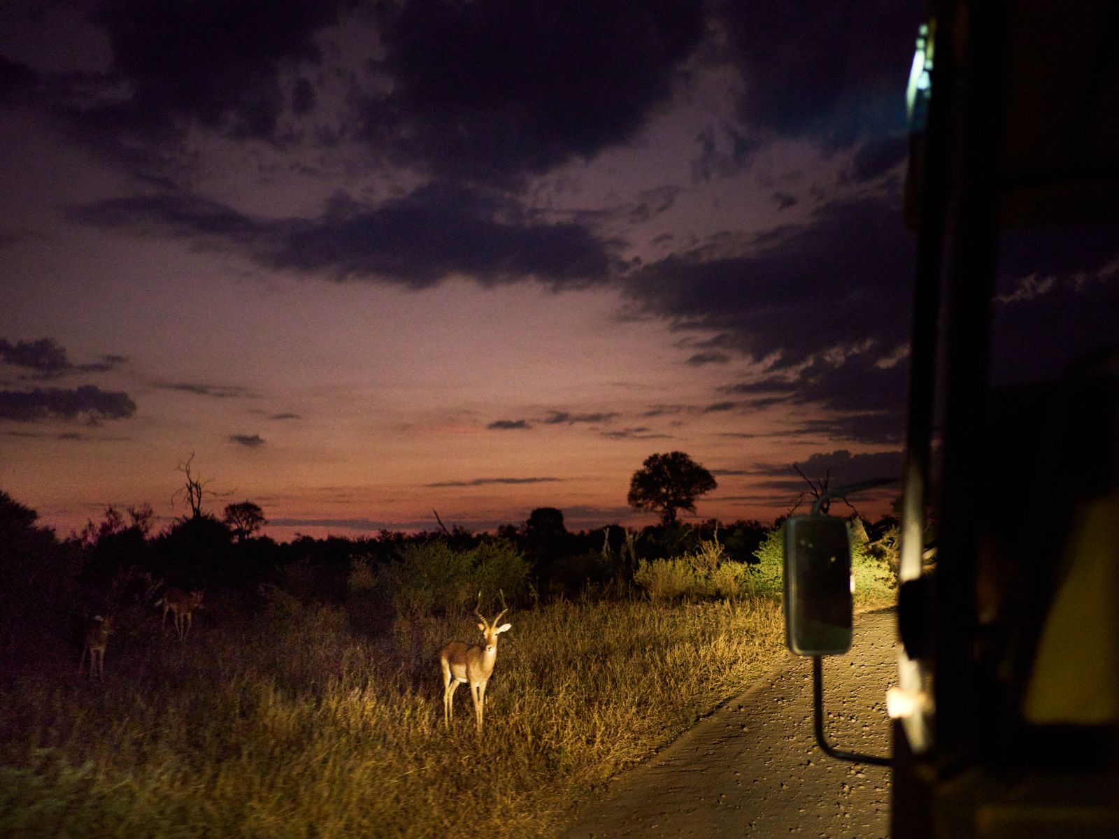 Rondreis Zuid-Afrika, Kruger National Park, excursie Night drive vanuit Olifants Rest Camp, impala