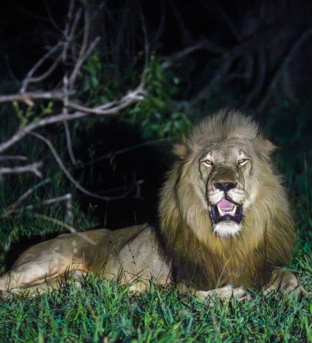 Rondreis Zuid-Afrika, Kruger National Park, excursie Night drive vanuit Olifants Rest Camp, leeuw in de nacht
