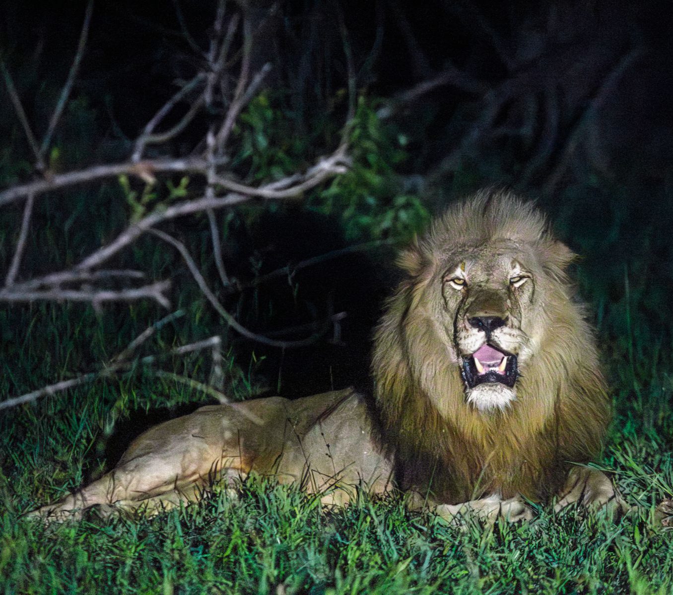 Rondreis Zuid-Afrika, Kruger National Park, excursie Night drive vanuit Olifants Rest Camp, leeuw in de nacht