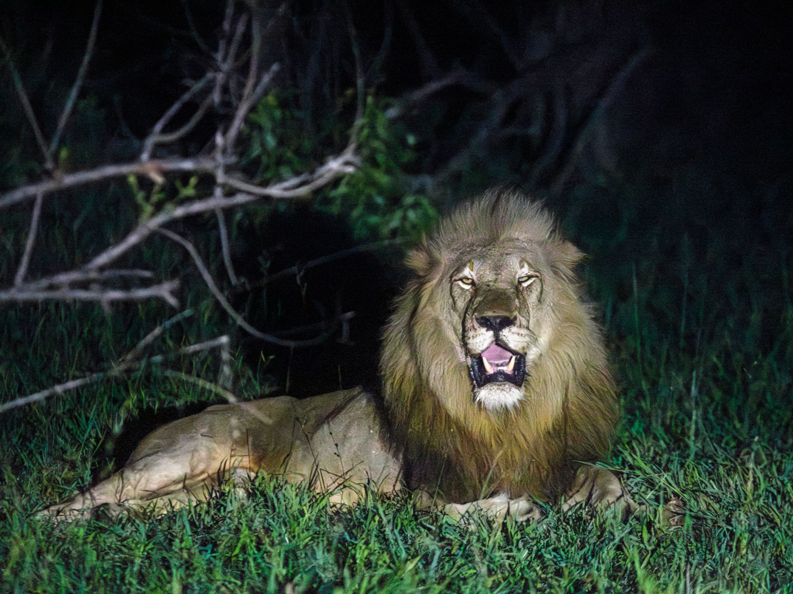 Rondreis Zuid-Afrika, Kruger National Park, excursie Night drive vanuit Olifants Rest Camp, leeuw in de nacht