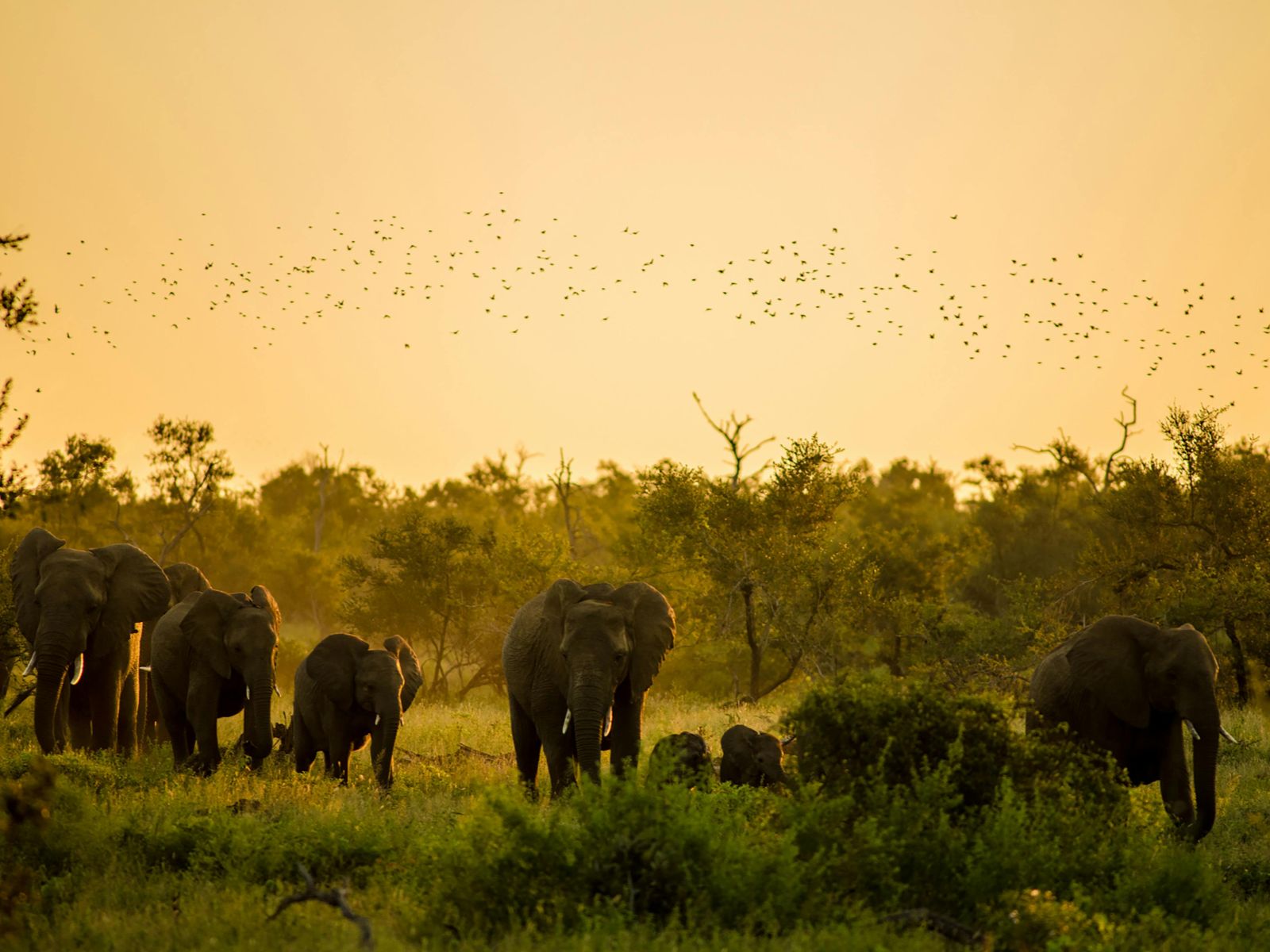Rondreis Zuid-Afrika, Kruger National Park, excursie Night drive vanuit Olifants Rest Camp, olifanten