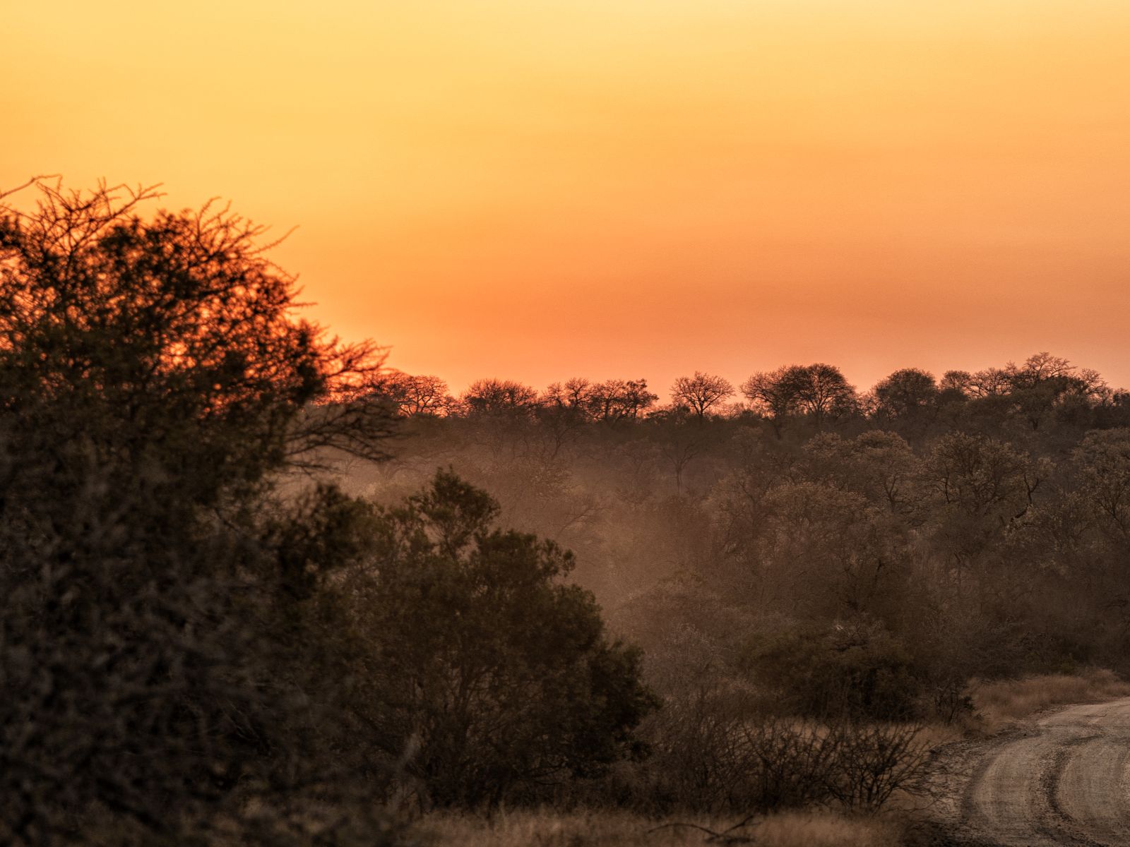 Rondreis Zuid-Afrika, Kruger National Park, excursie Night drive vanuit Olifants Rest Camp, zonsopkomst