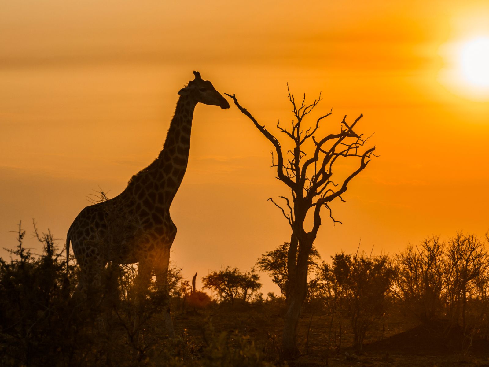 Rondreis Zuid-Afrika, Kruger National Park, excursie Sunrise-Sunset Game Drive, Giraffe
