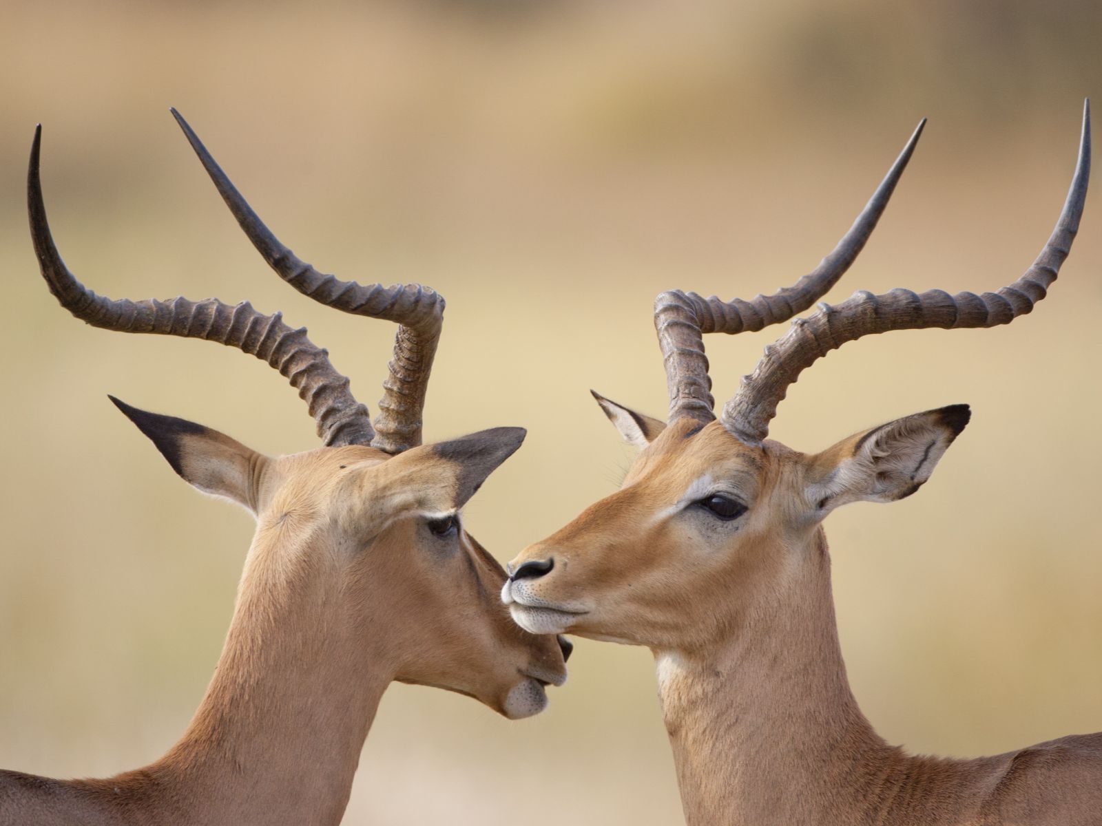Rondreis Zuid-Afrika, Kruger National Park, excursie Sunrise-Sunset Game Drive, Impala's