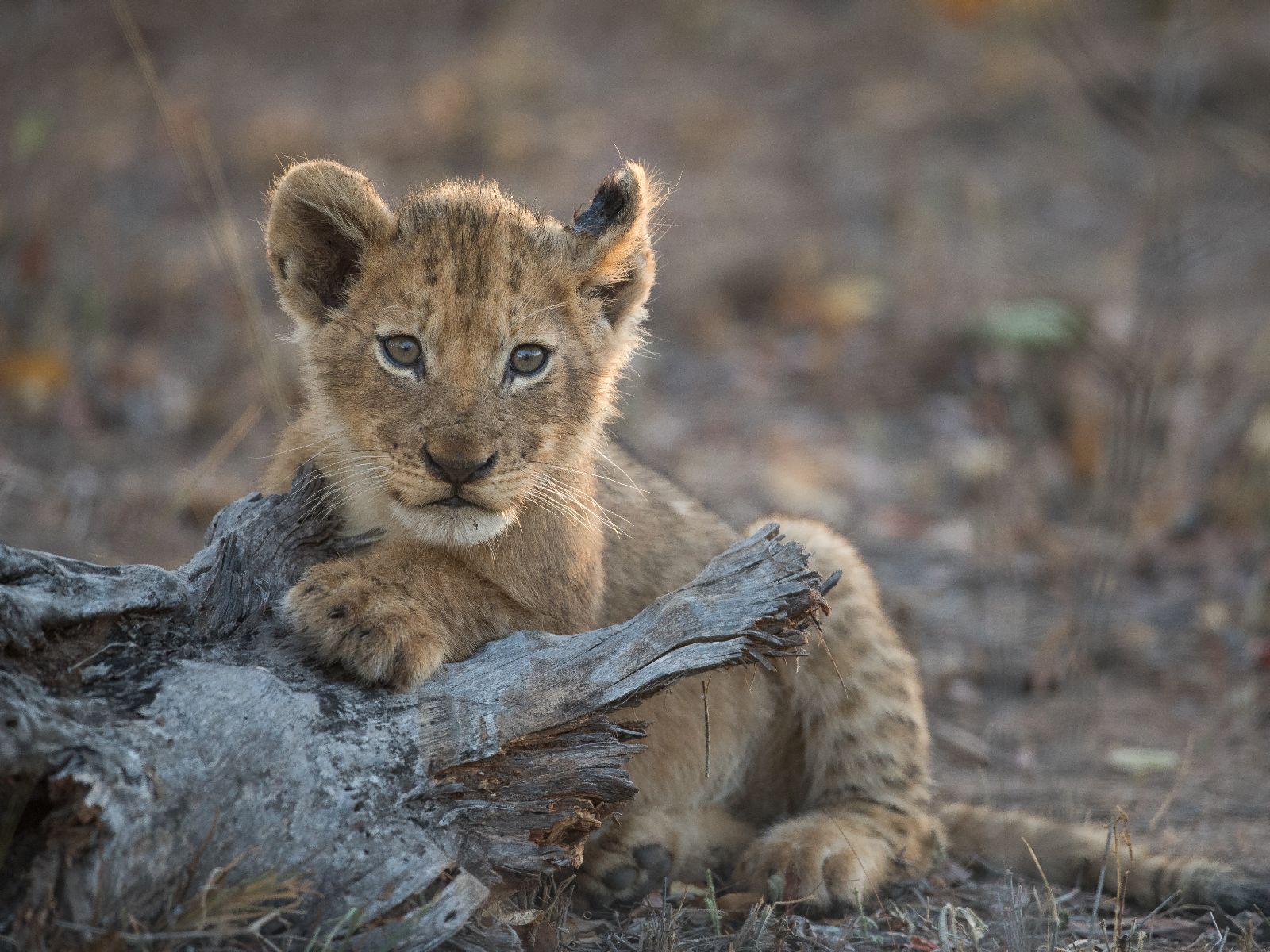Rondreis Zuid-Afrika, Kruger National Park, excursie Sunrise-Sunset Game Drive, Leeuwenwelp