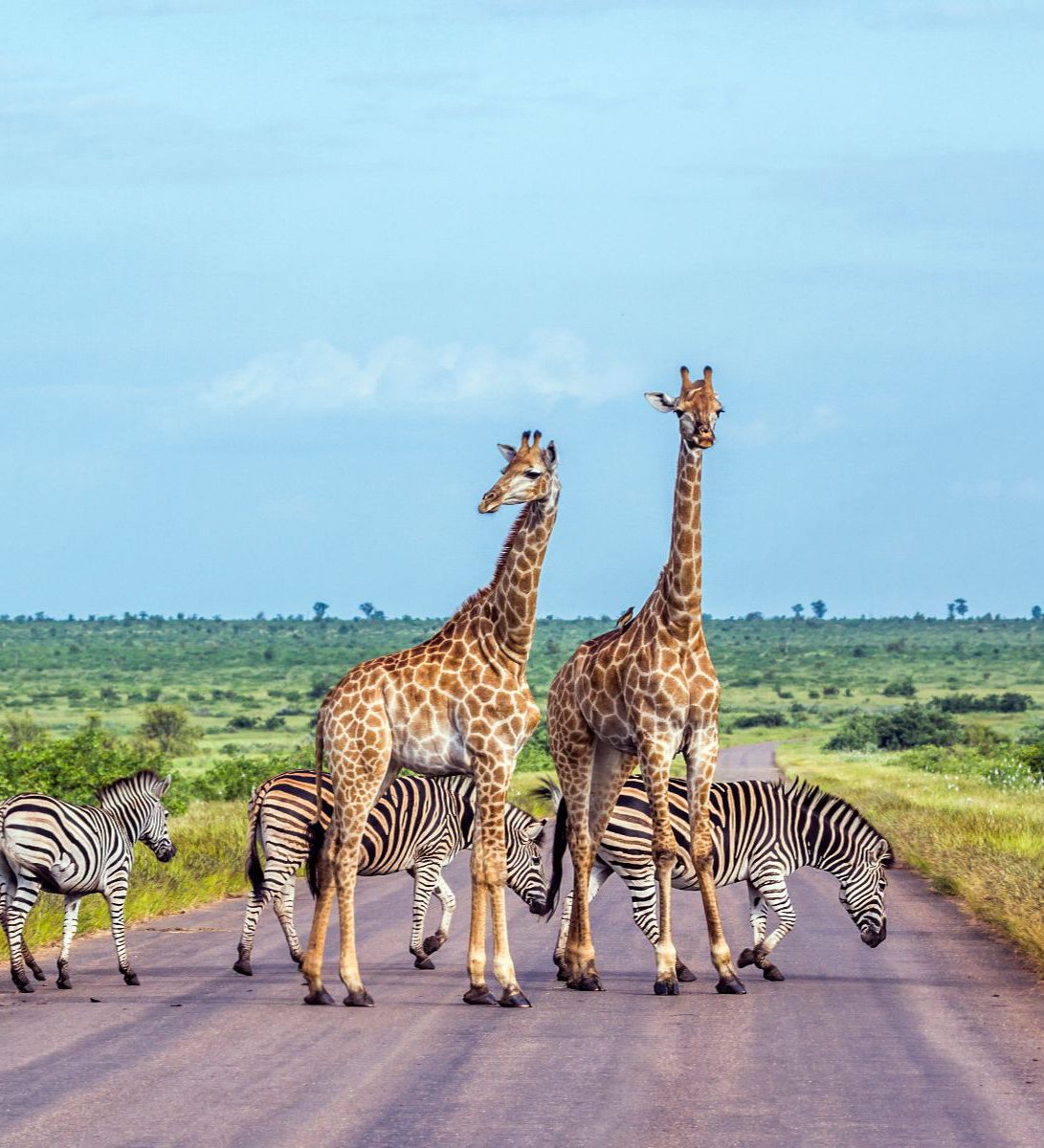 Rondreis Zuid-Afrika, Kruger National Park, excursie Sunrise-Sunset Game Drive, giraffe en zebra