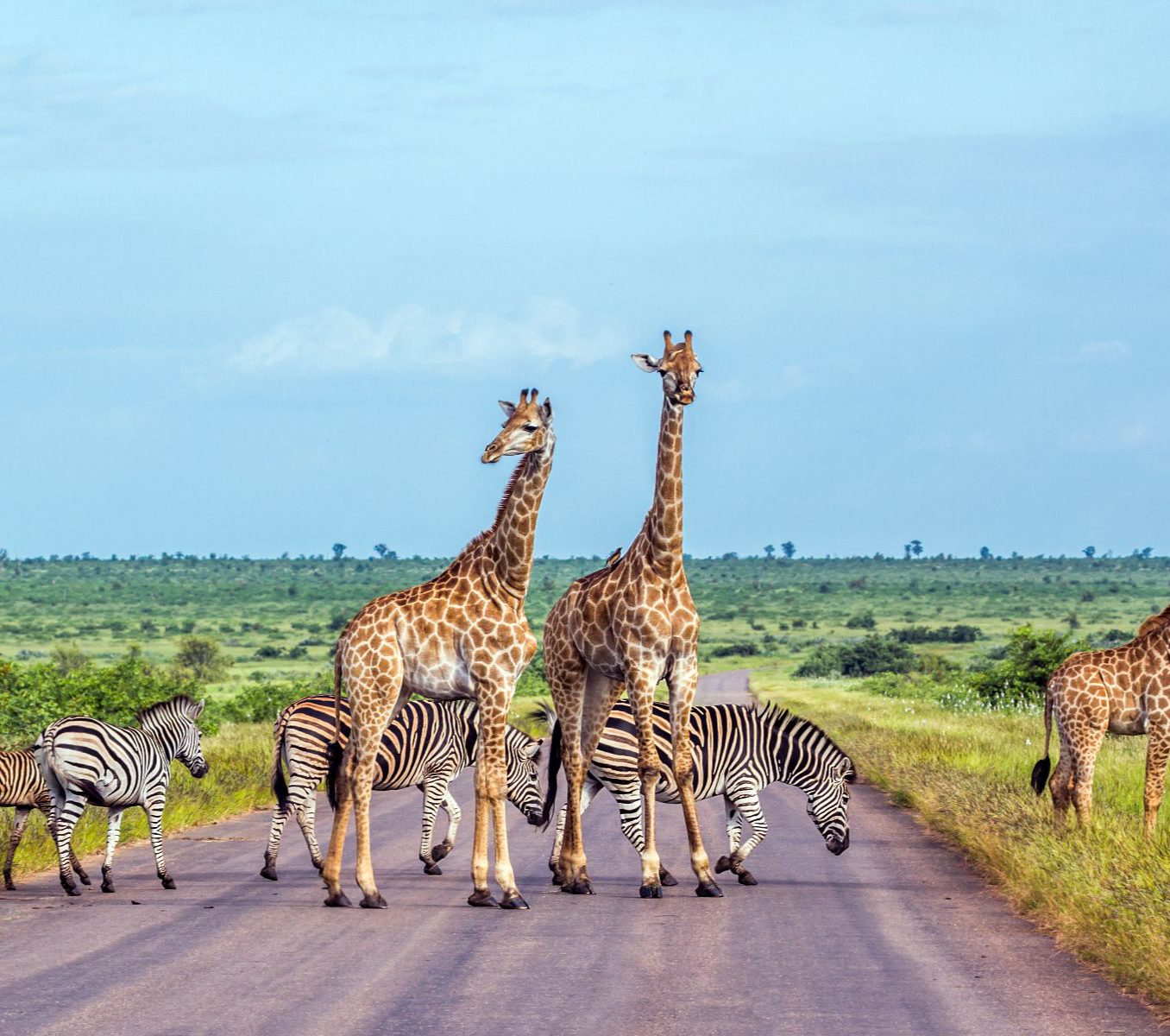 Rondreis Zuid-Afrika, Kruger National Park, excursie Sunrise-Sunset Game Drive, giraffe en zebra