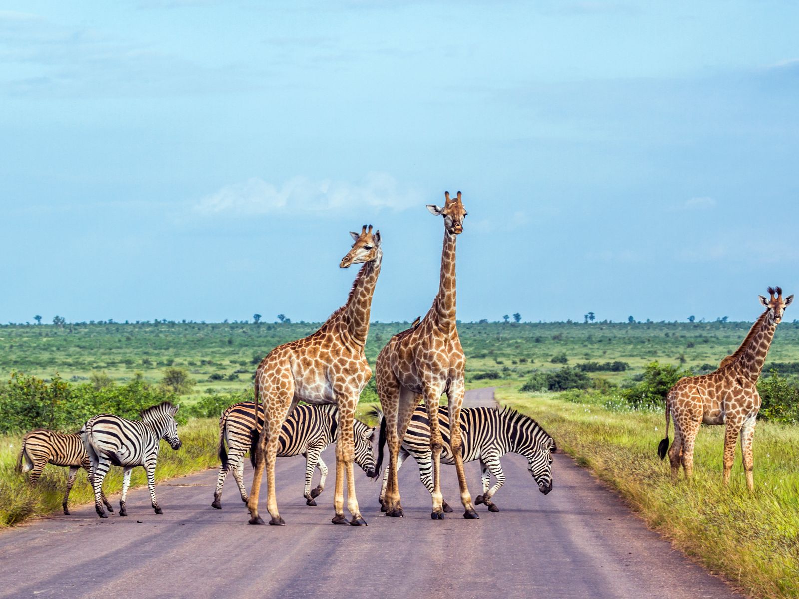 Rondreis Zuid-Afrika, Kruger National Park, excursie Sunrise-Sunset Game Drive, giraffe en zebra