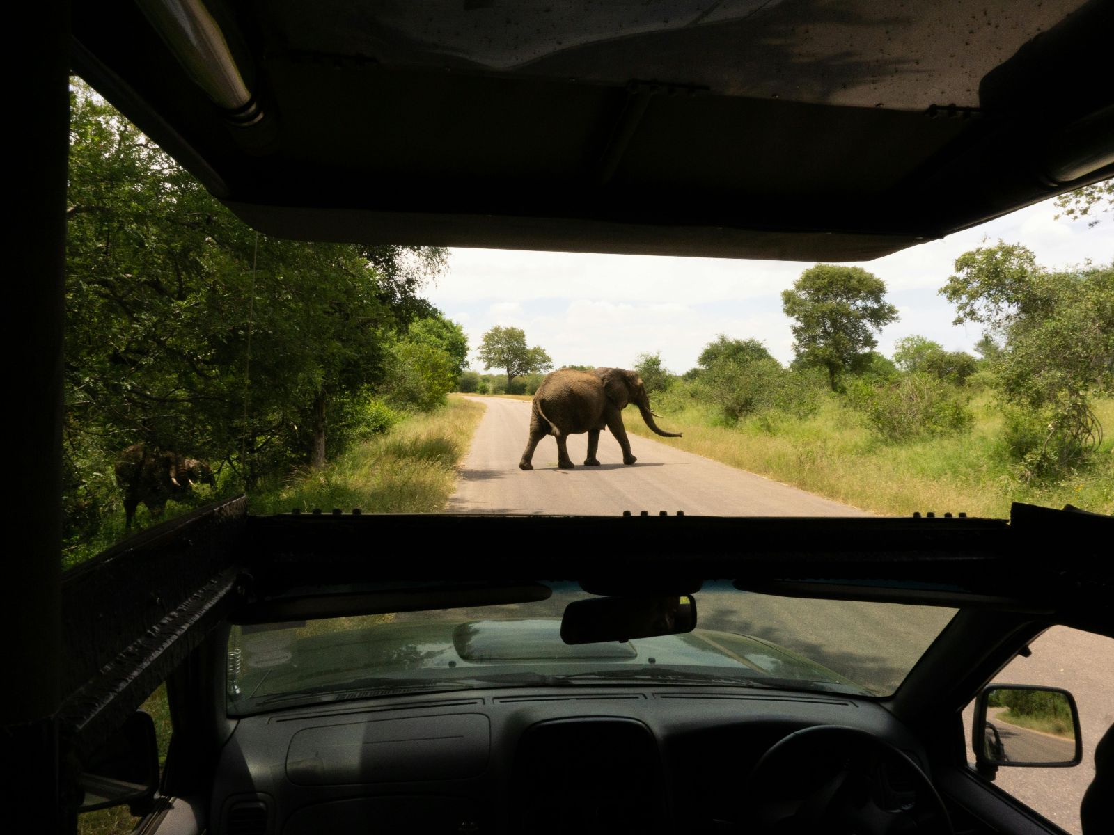 Rondreis Zuid-Afrika, Kruger National Park, excursie Sunrise-Sunset Game Drive, oliefant gespot vanuit auto