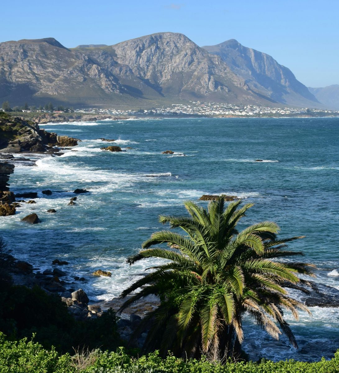 Rondreis Zuid-Afrika, Marine Big 5 excursie, kustlijn met palmboom
