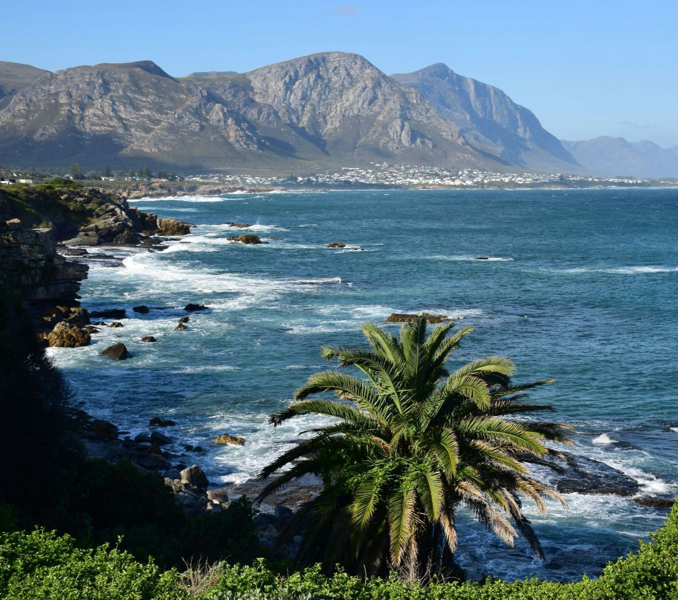 Rondreis Zuid-Afrika, Marine Big 5 excursie, kustlijn met palmboom