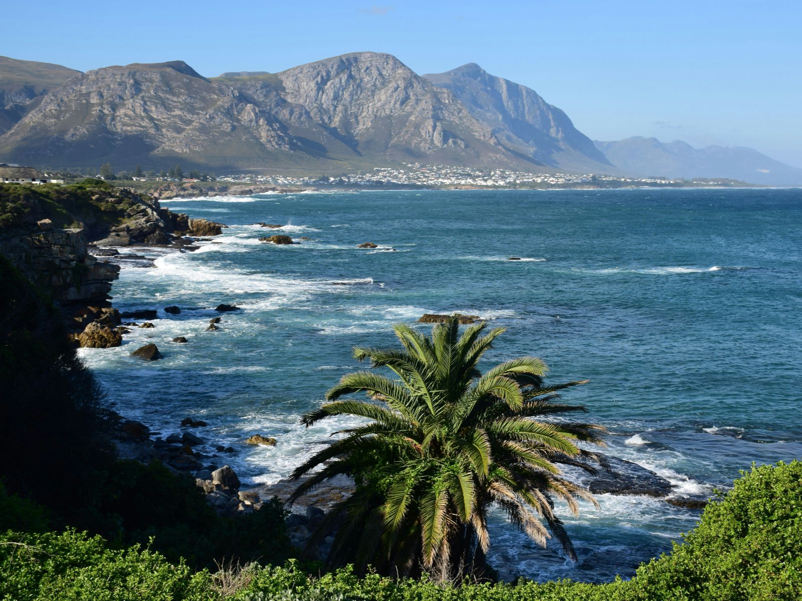 Rondreis Zuid-Afrika, Marine Big 5 excursie, kustlijn met palmboom