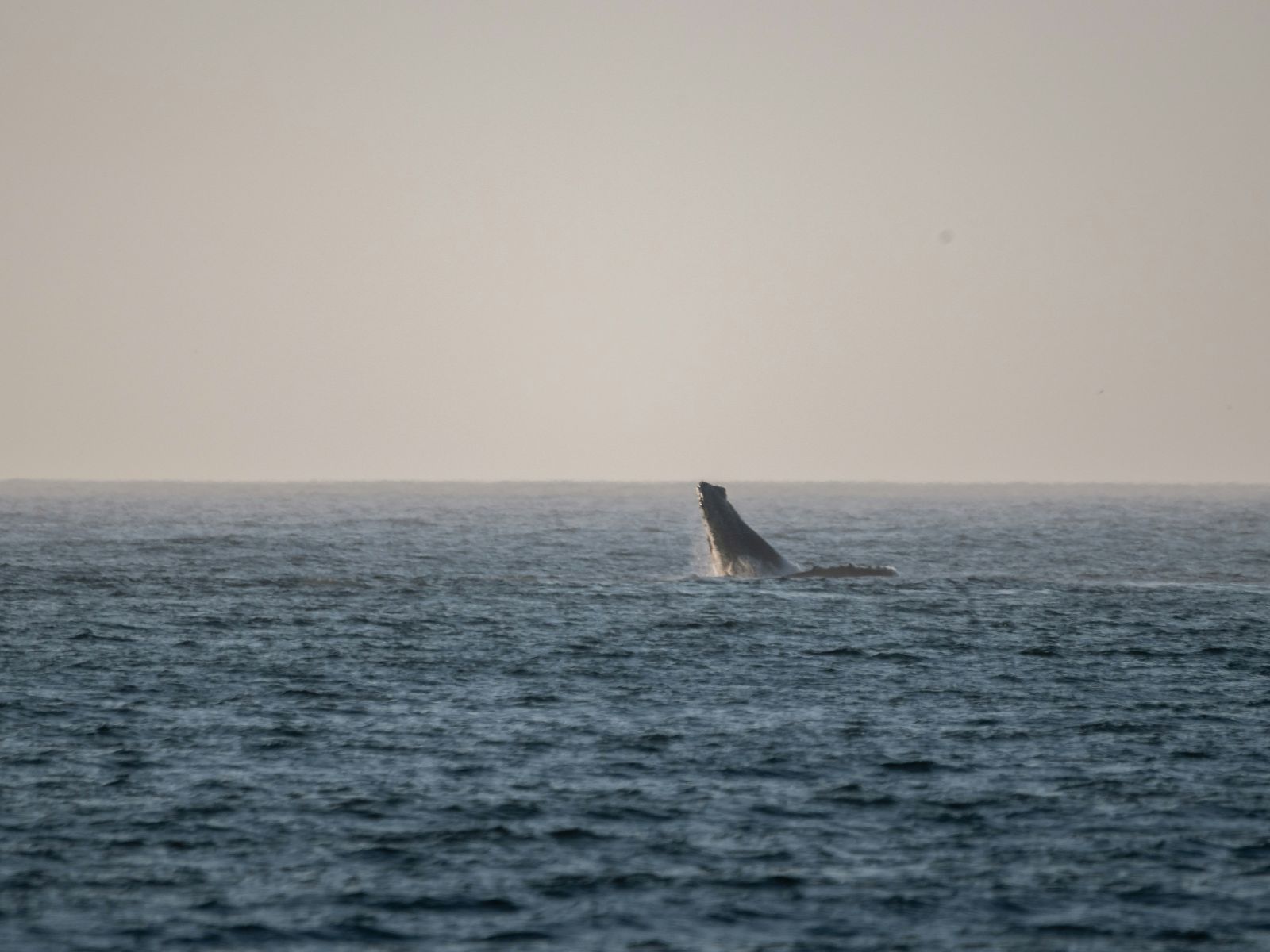 Rondreis Zuid-Afrika, Marine Big 5 excursie, walvis springt uit oceaan