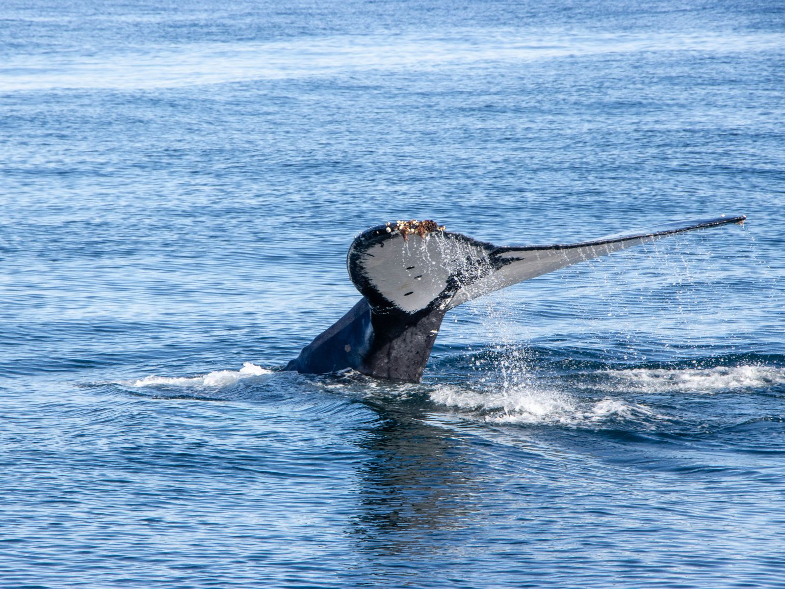 Rondreis Zuid-Afrika, Marine Big 5 excursie, walvisvin uit het water