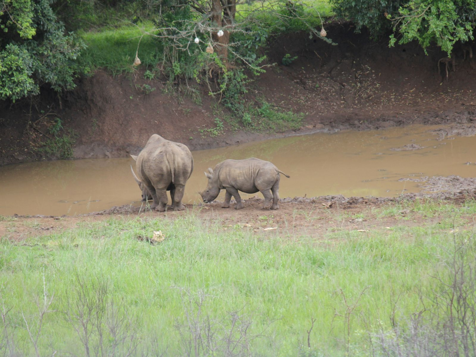 Rondreis Zuid-Afrika, St. Lucia, Half Day Game Drive, neushoorn met baby