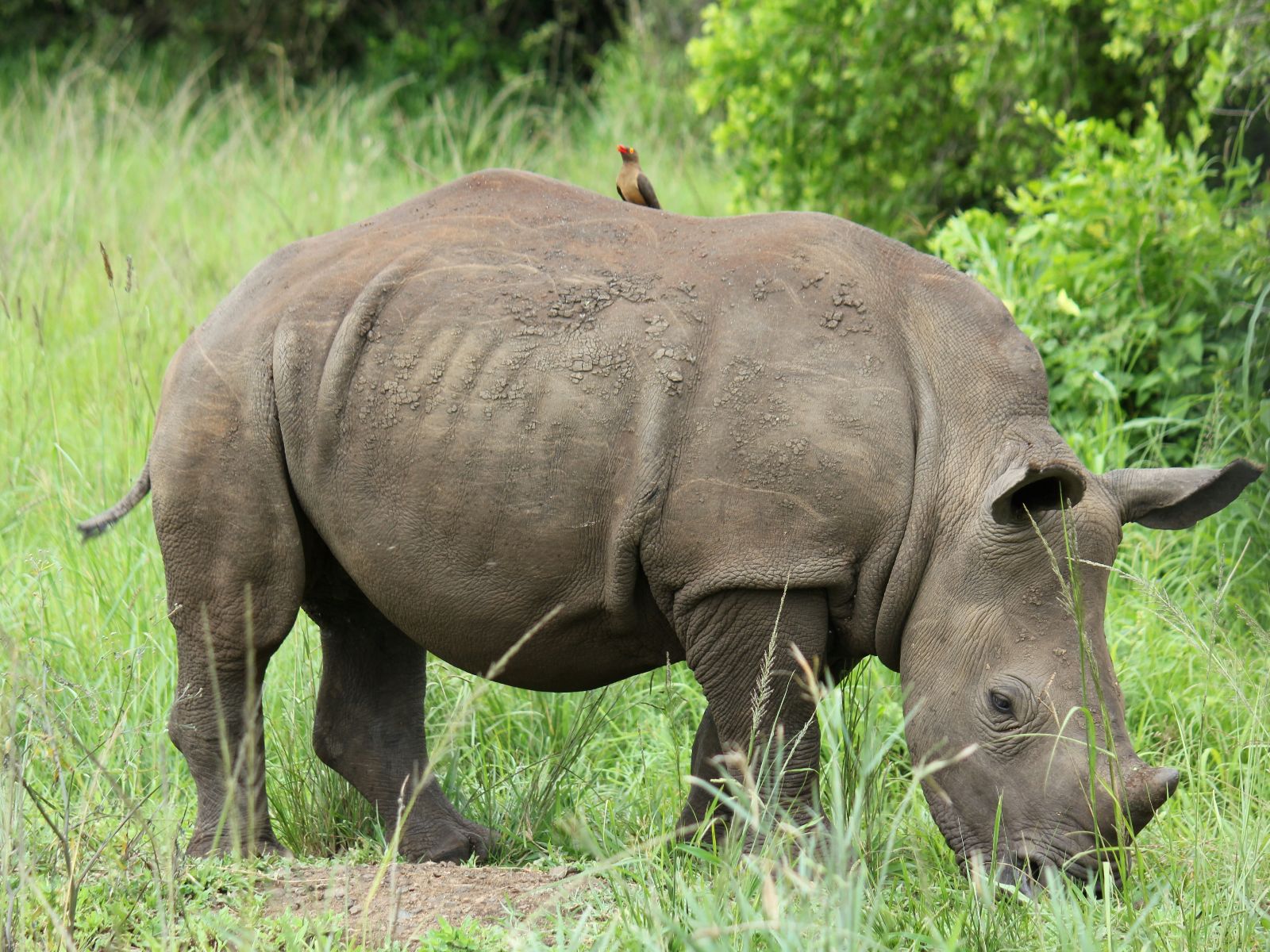 Rondreis Zuid-Afrika, St. Lucia, Half Day Game Drive, neushoorn met vogel op rug