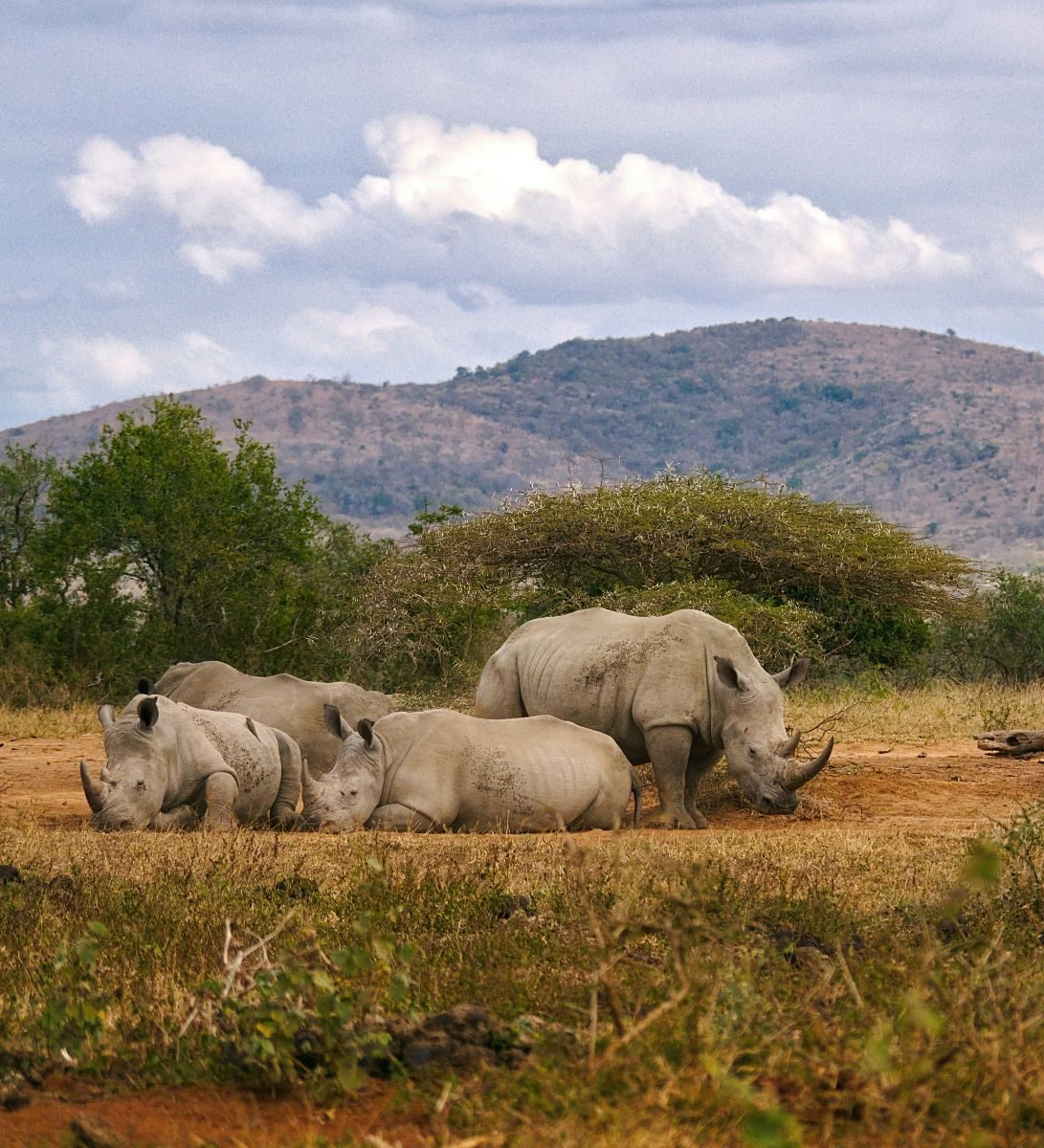 Rondreis Zuid-Afrika, St. Lucia, Half Day Game Drive, neushoorns