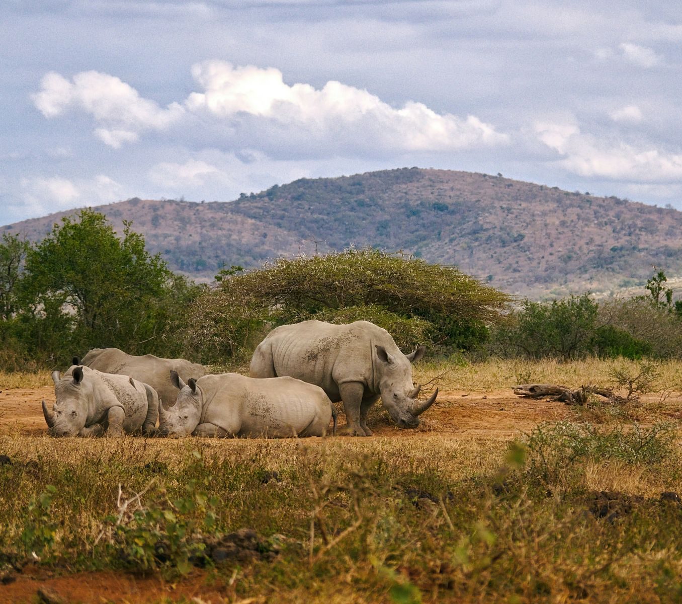 Rondreis Zuid-Afrika, St. Lucia, Half Day Game Drive, neushoorns