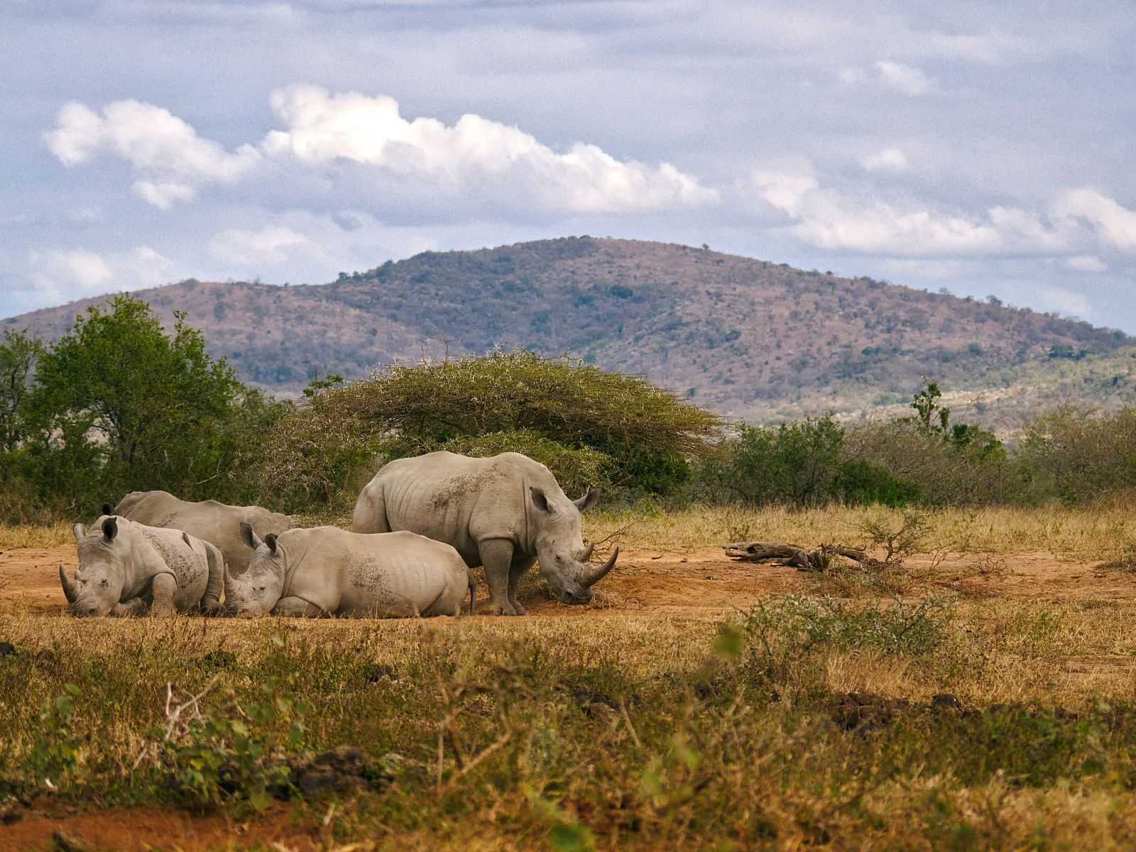 Rondreis Zuid-Afrika, St. Lucia, Half Day Game Drive, neushoorns