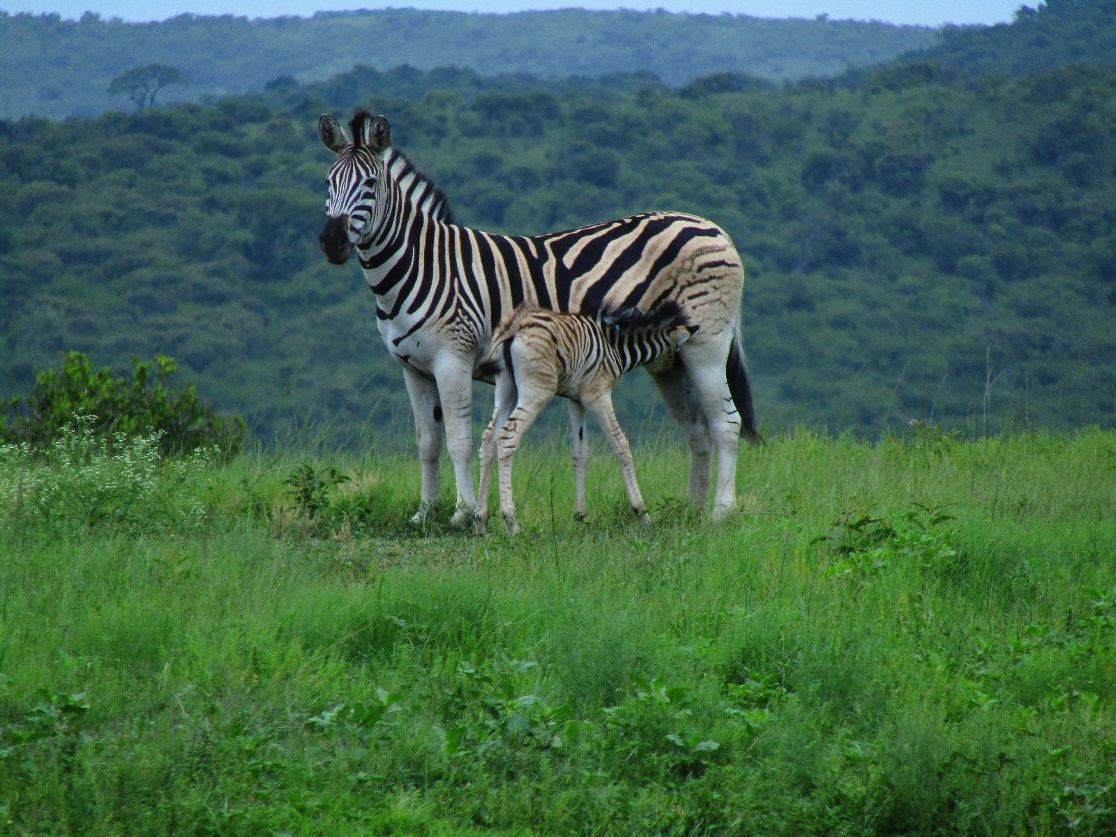 Rondreis Zuid-Afrika, St. Lucia, Half Day Game Drive, zebra met baby