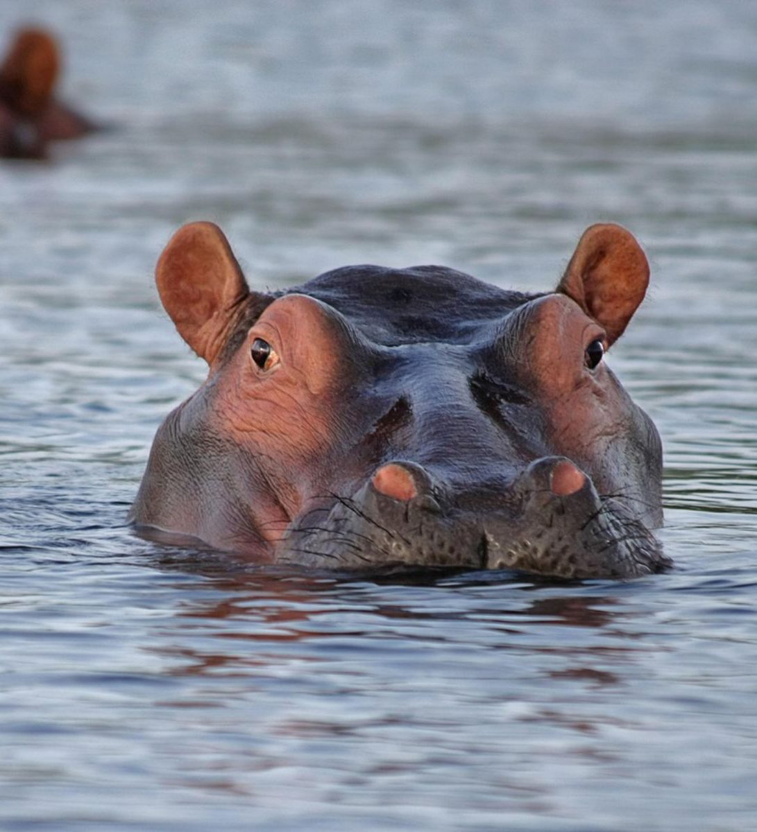 Rondreis Zuid-Afrika, St. Lucia, excursie Hippo & Croc Boat Cruise, nijlpaard