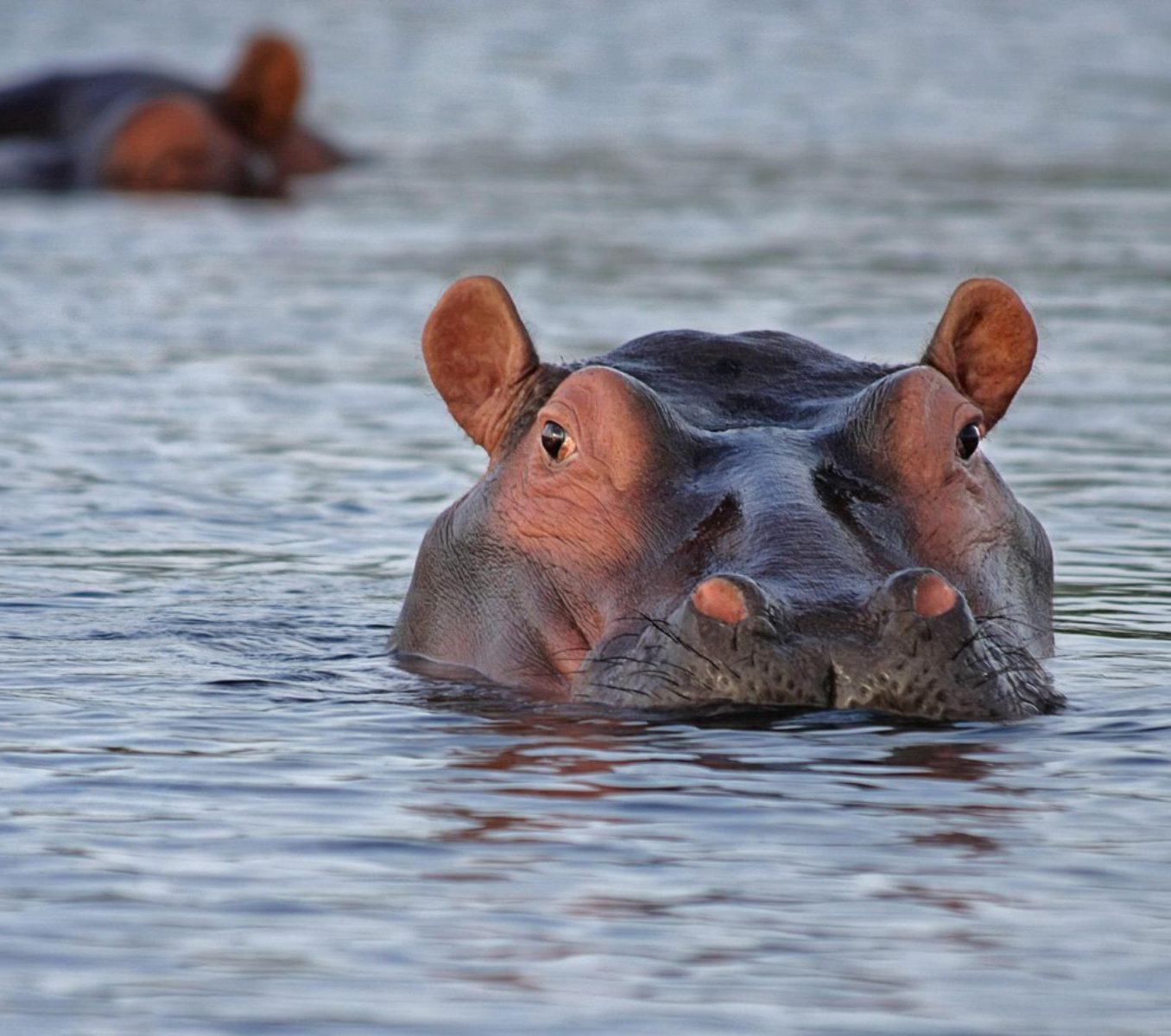 Rondreis Zuid-Afrika, St. Lucia, excursie Hippo & Croc Boat Cruise, nijlpaard